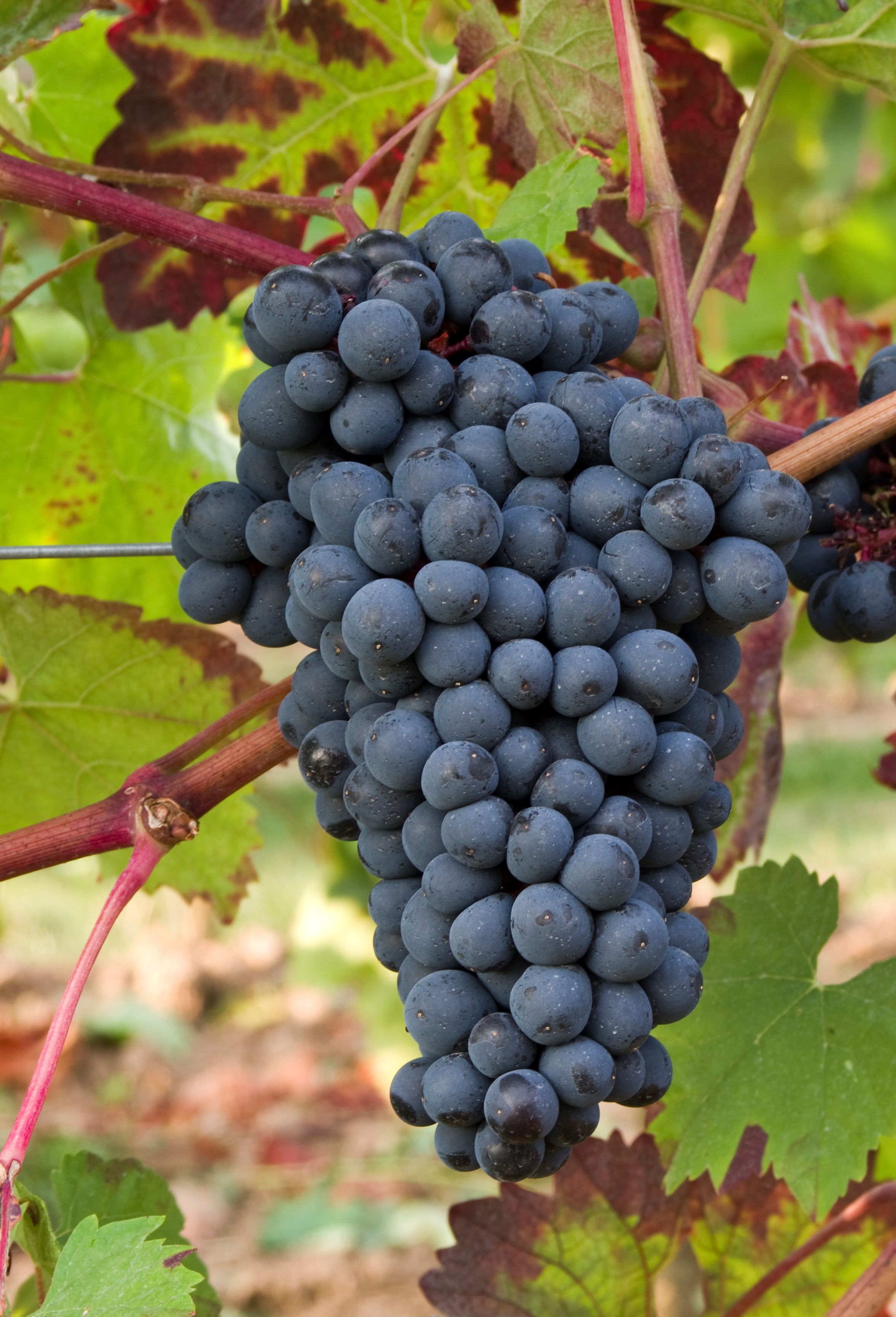 VIVC3724 DUNKELFELDER Cluster in the field 16730