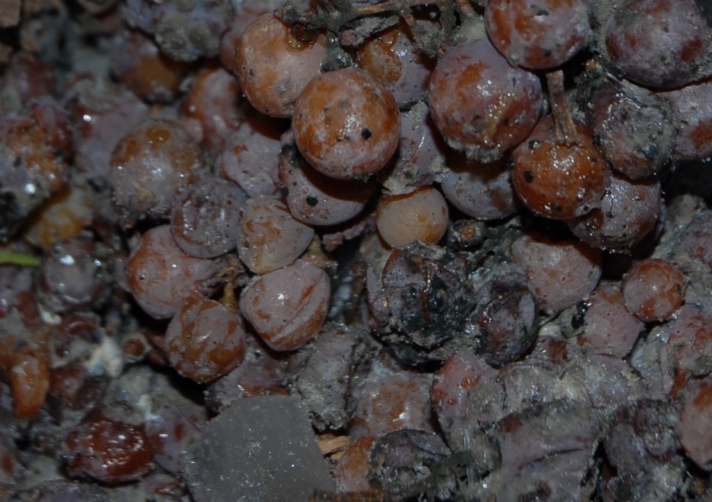 Die durchgefrorenen Beeren werden durch das sich ausdehnende Eis gesprengt, Konzentrat tritt aus..