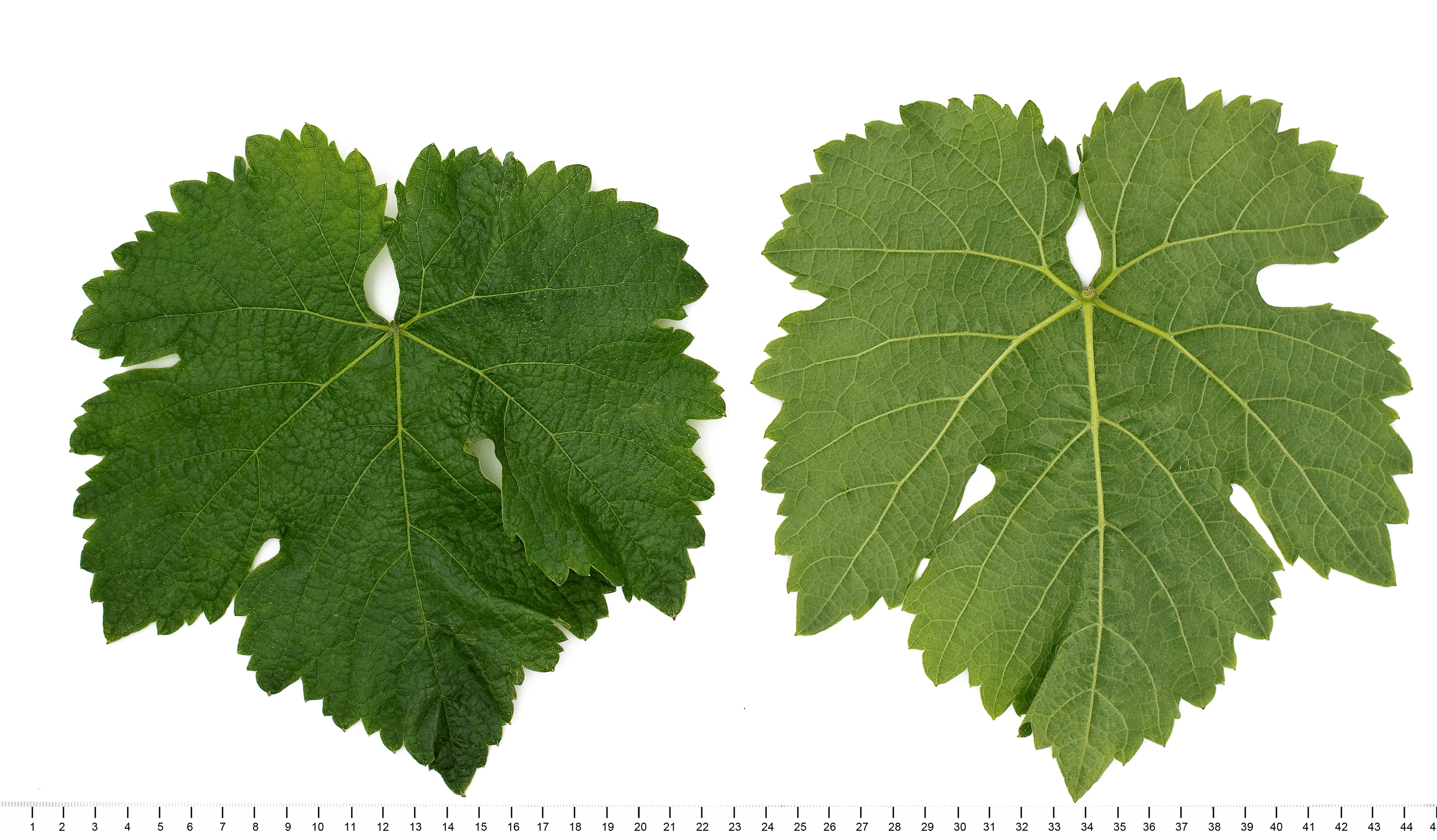 VIVC12651 ELBLING BLAU Mature leaf 12570