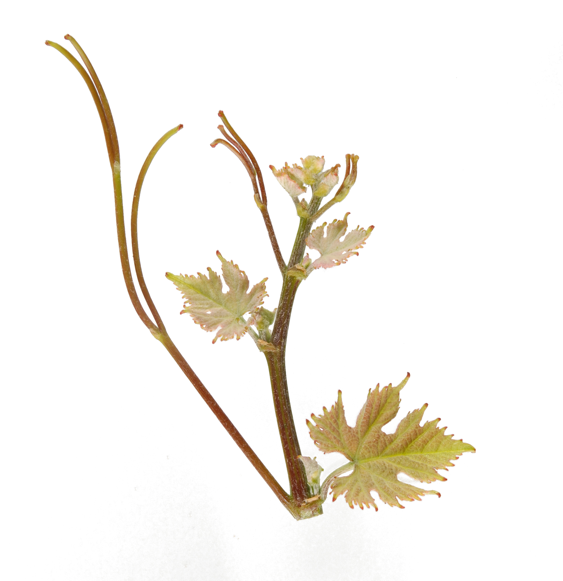 6883 exelys bgjpg 1718288067830