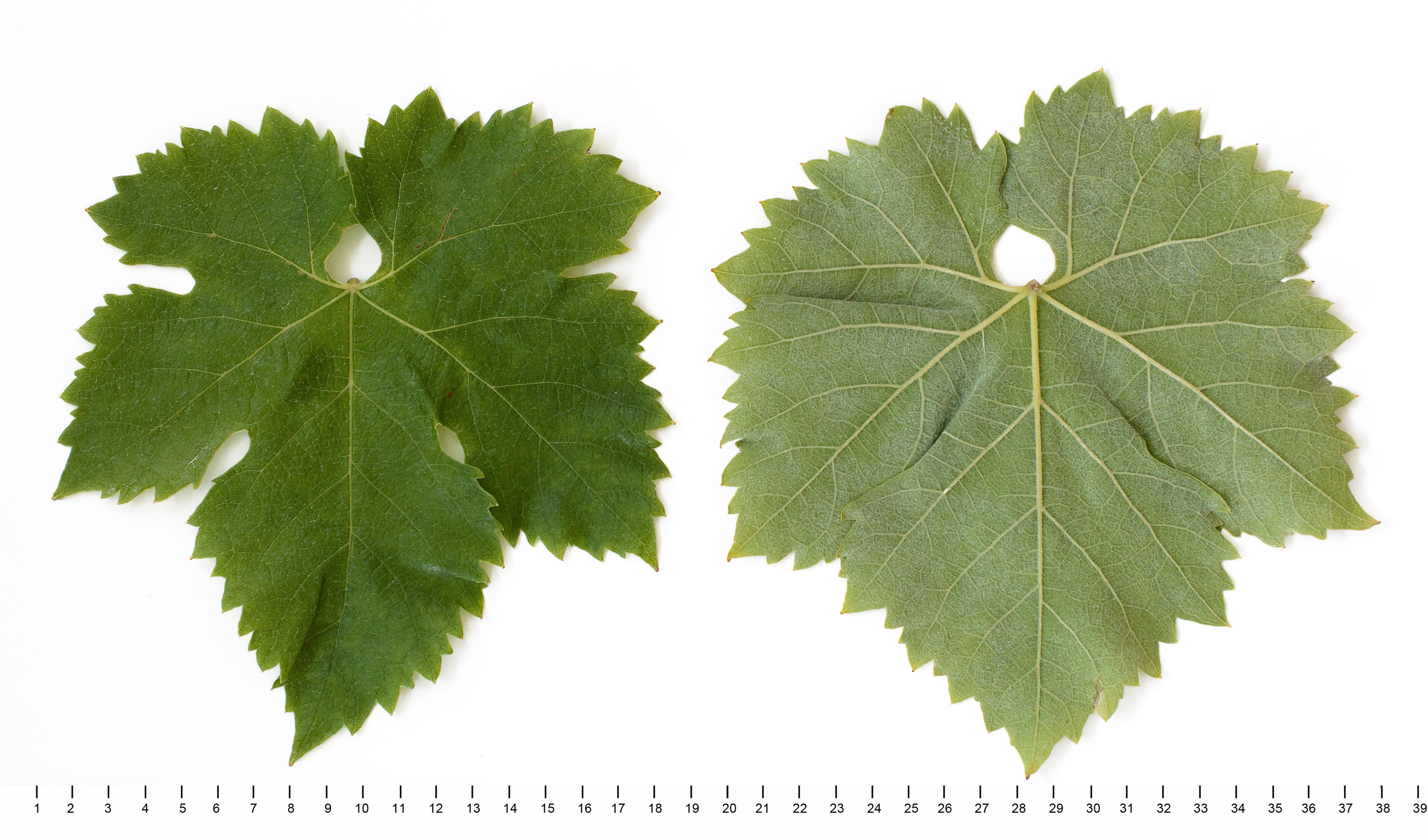 VIVC4137 FISCHTRAUBE Mature leaf 10803