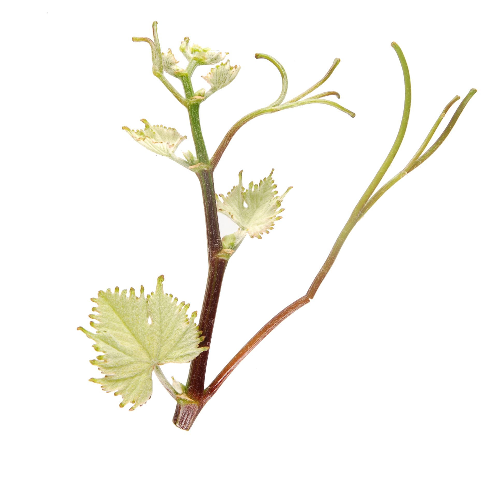 Florisia Triebspitze 6990 florisia inra colmar irac 0257 p bg ac 1jpg 1781880217557