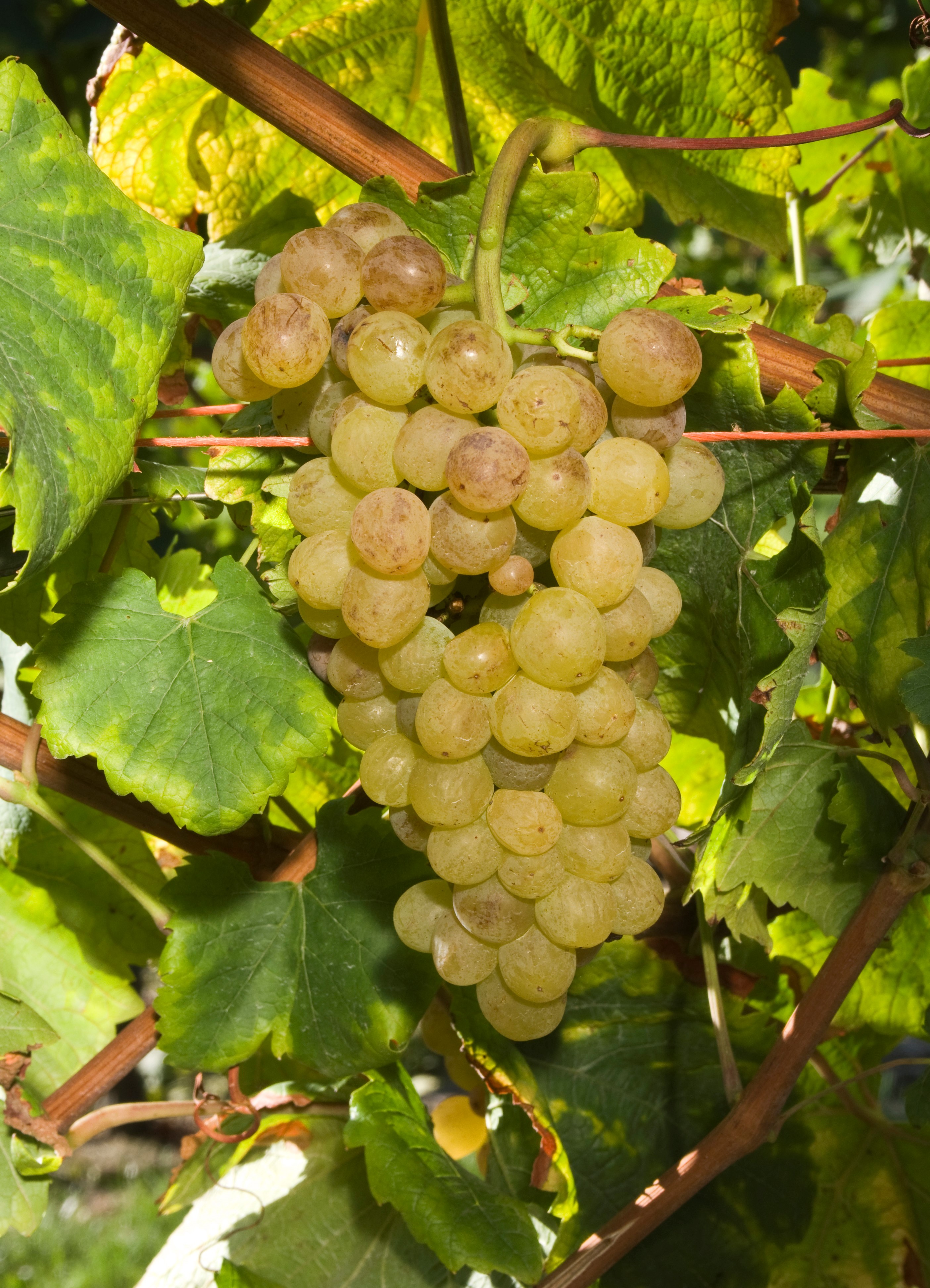 VIVC6982 LUGLIENGA BIANCA Cluster in the field 17115