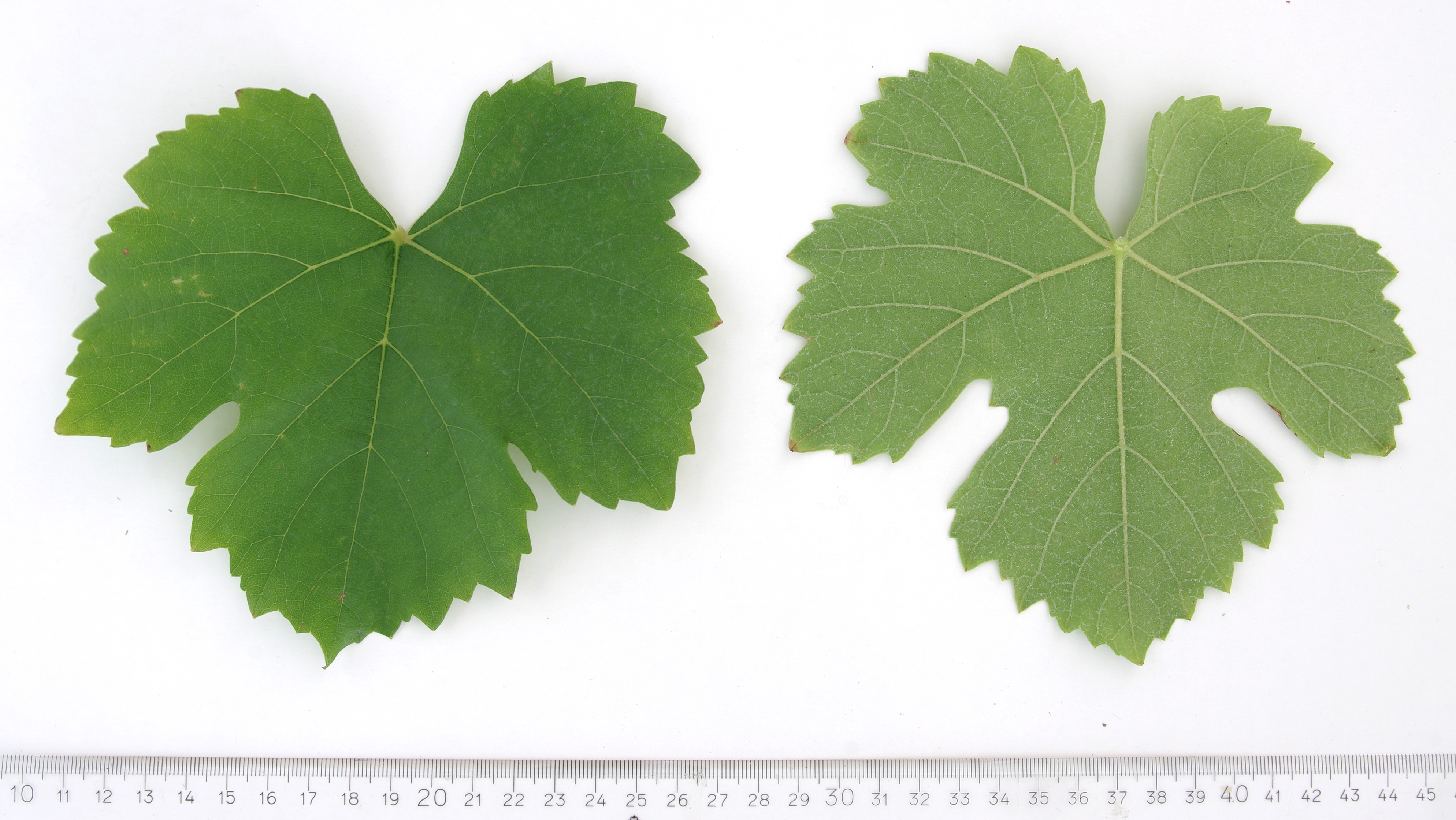 VIVC16158 GELBHOELZER BLAU Mature leaf 4528