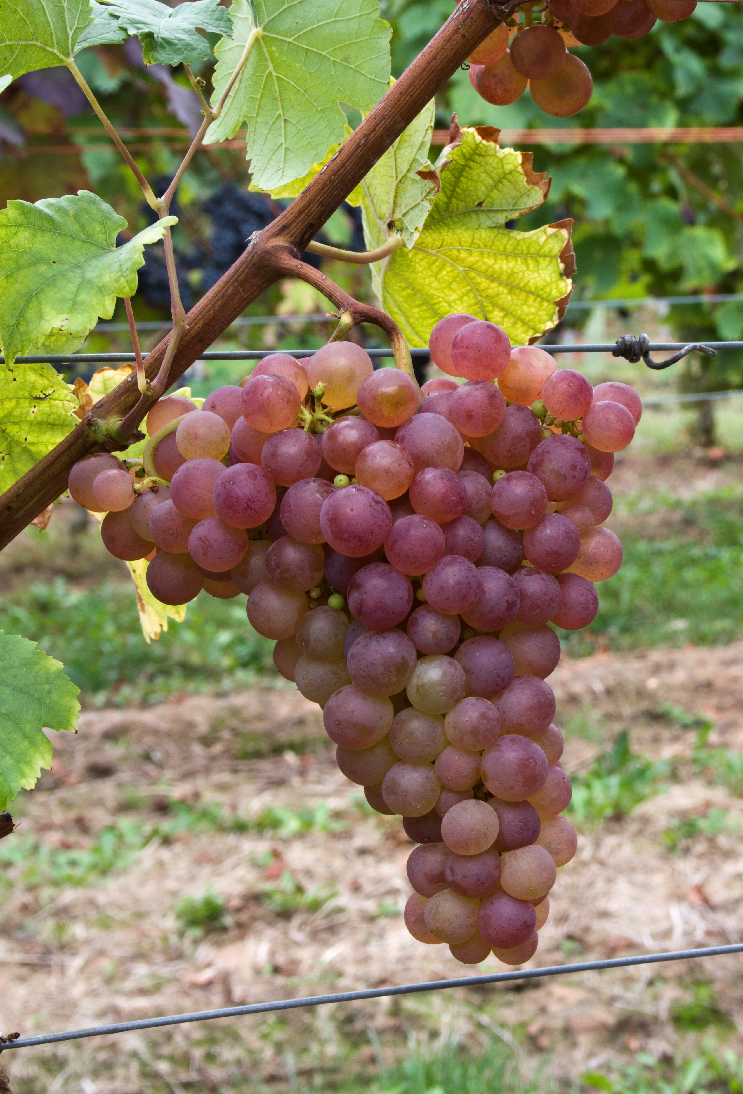 VIVC2493 CHASSELAS ROSE Cluster in the field 16927