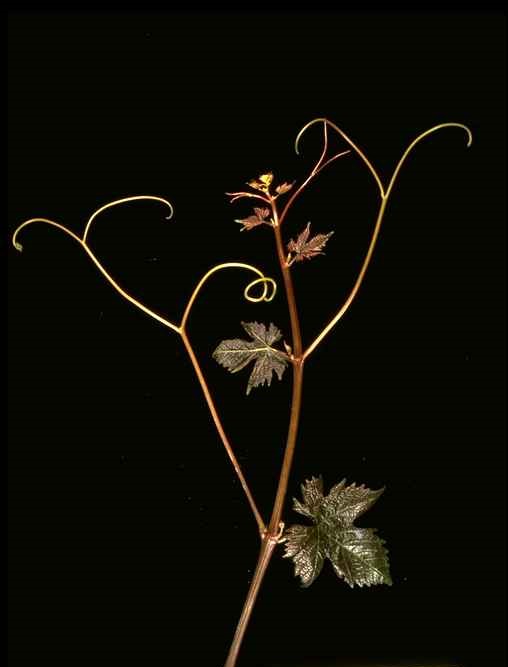 VIVC2493 CHASSELAS ROSE Shoot tip 377