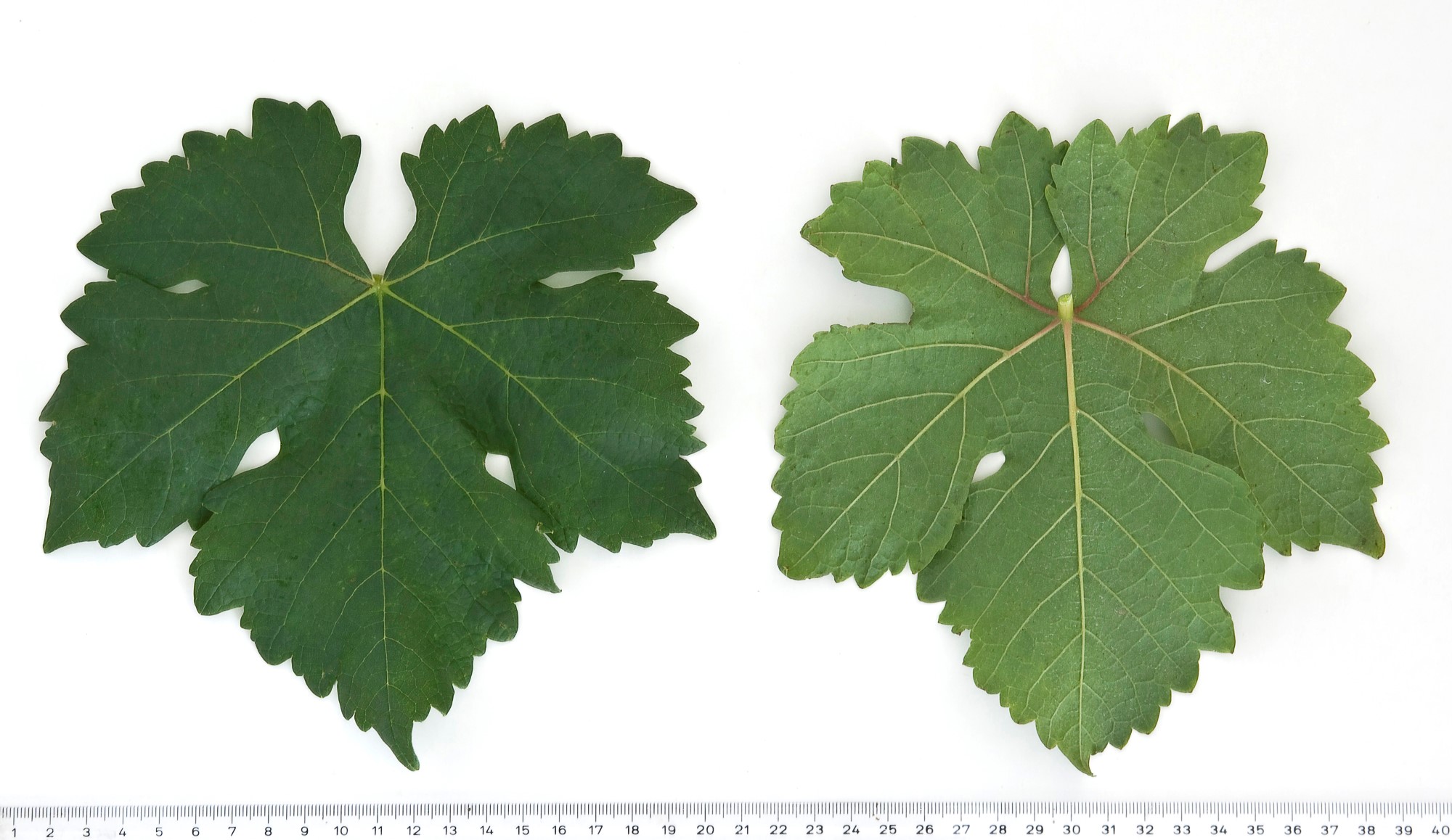 VIVC17272 CHASSELAS ROUGE Mature leaf 9274