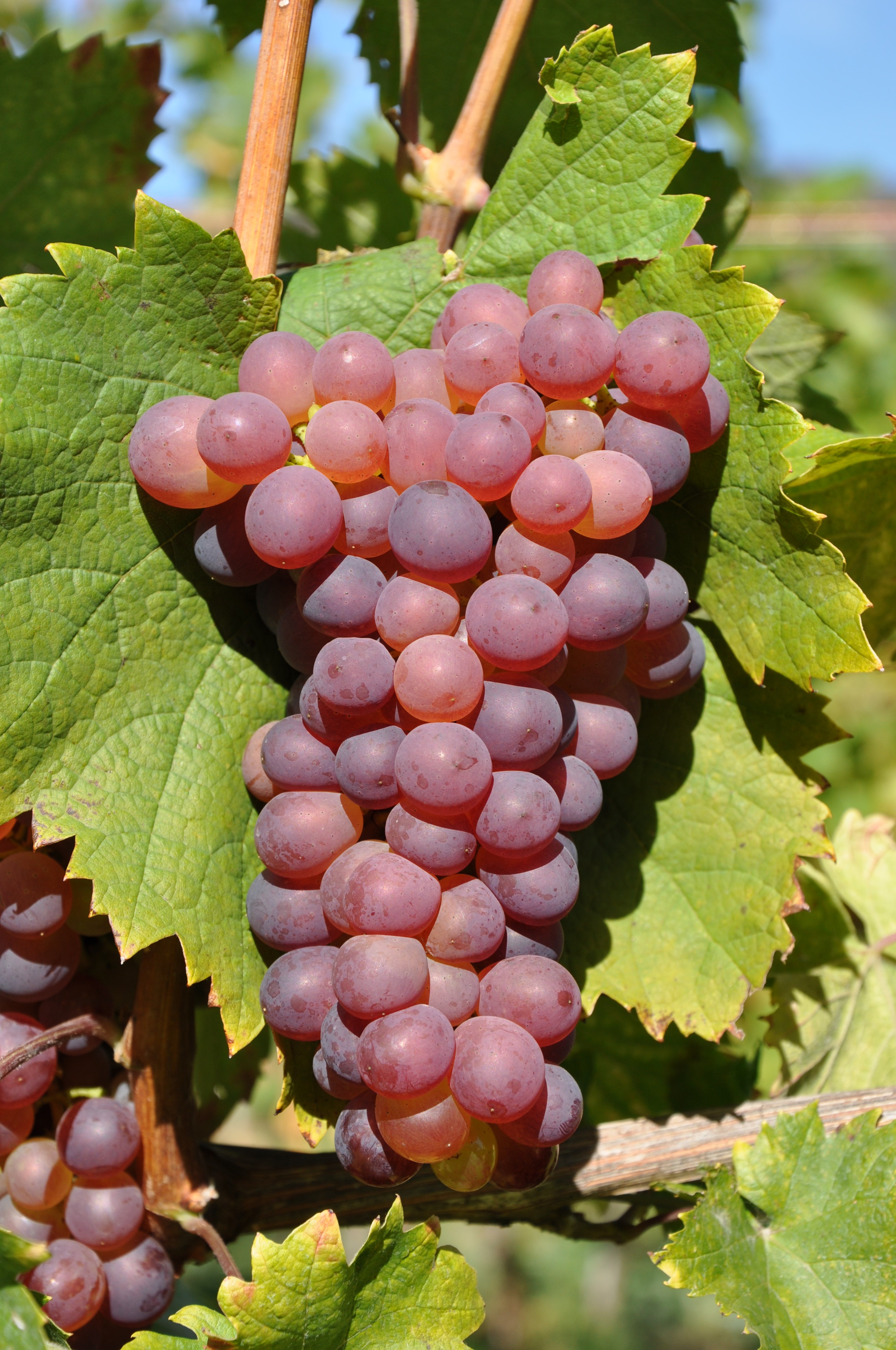 VIVC8899 PAMID Cluster in the field 8540