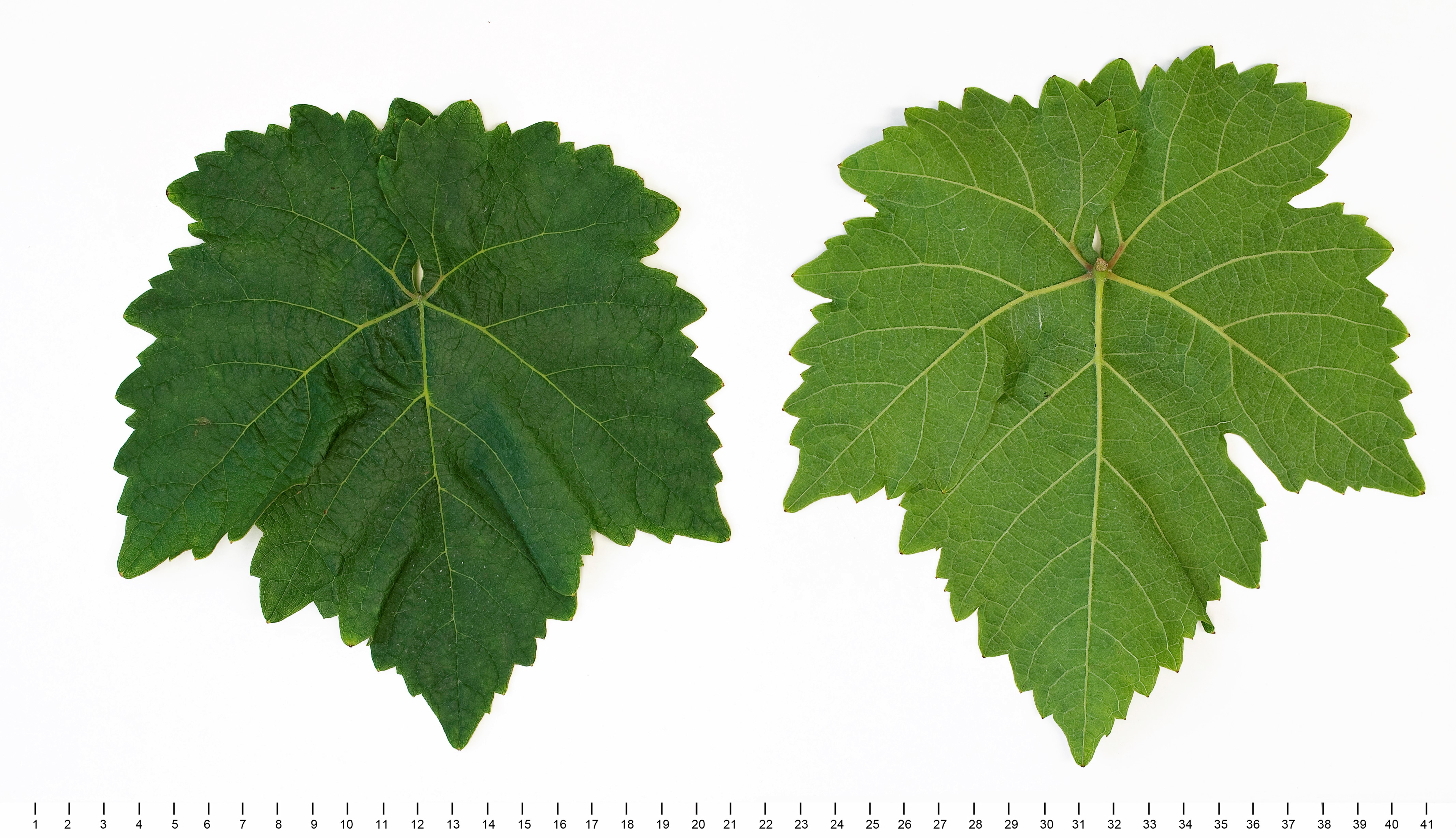 VIVC13211 HEGEL Mature leaf 12734