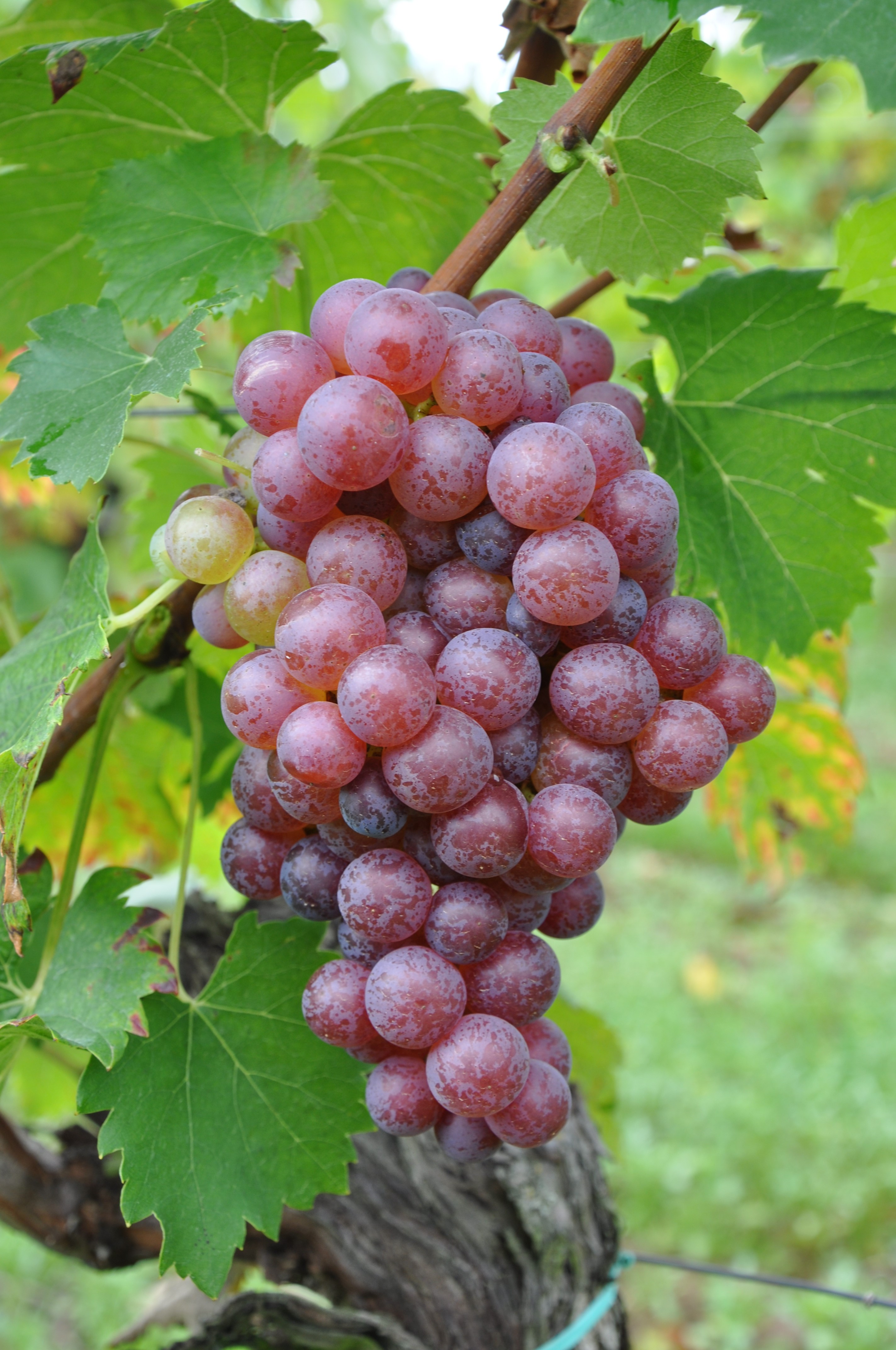VIVC5372 HEUNISCH ROT 1 Cluster in the field 3104