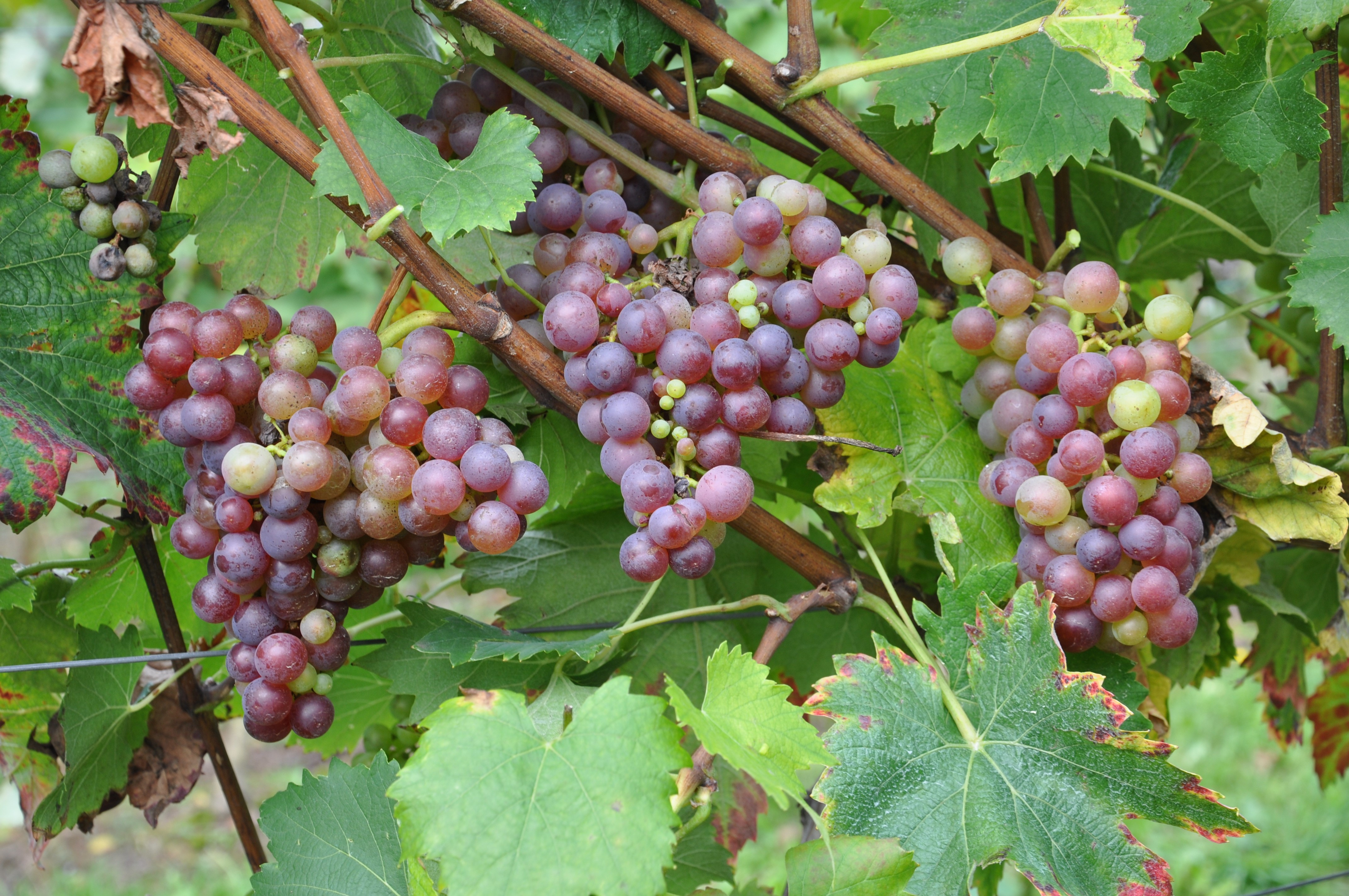 VIVC5372 HEUNISCH ROT 1 Full plant 3114
