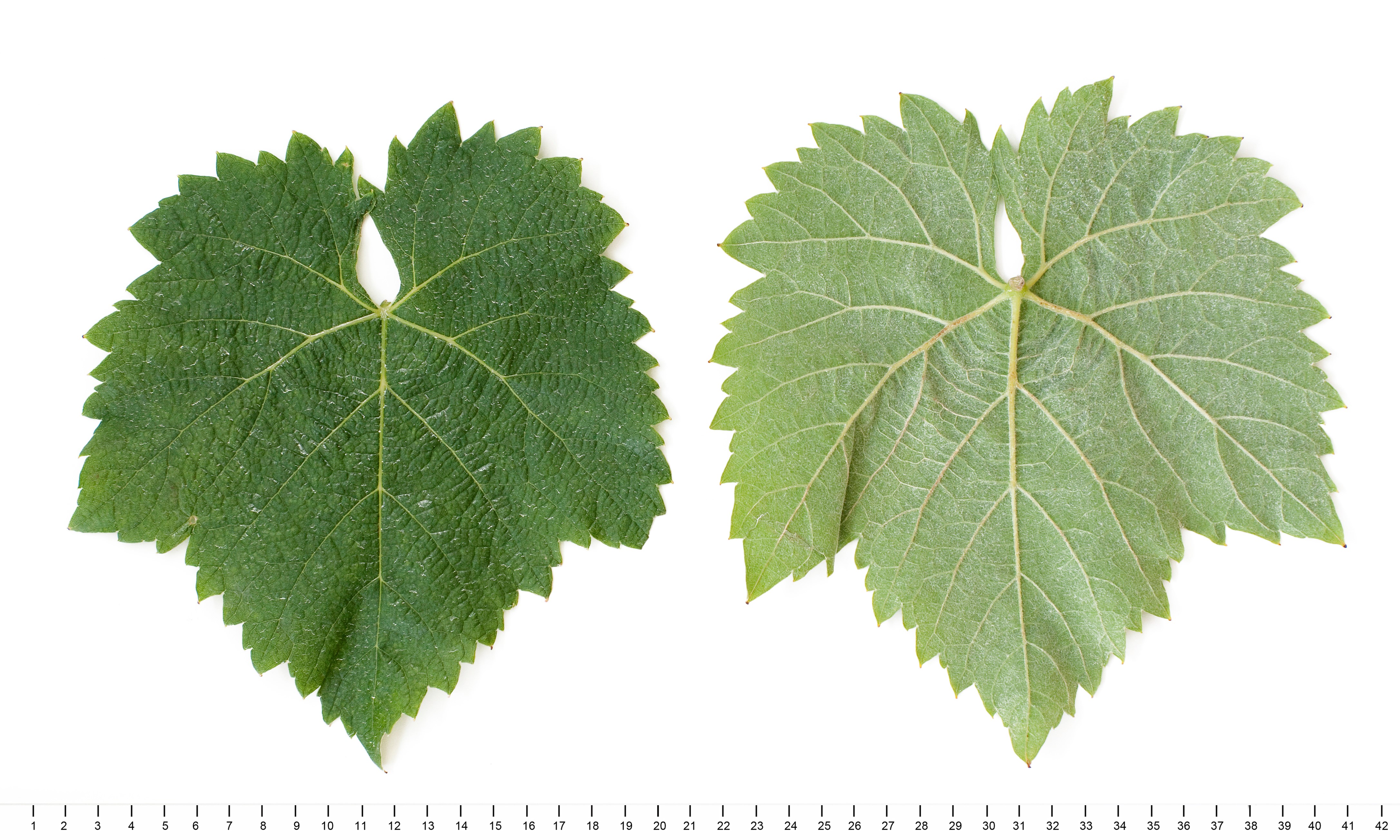 VIVC5372 HEUNISCH ROT 1 Mature leaf 10800