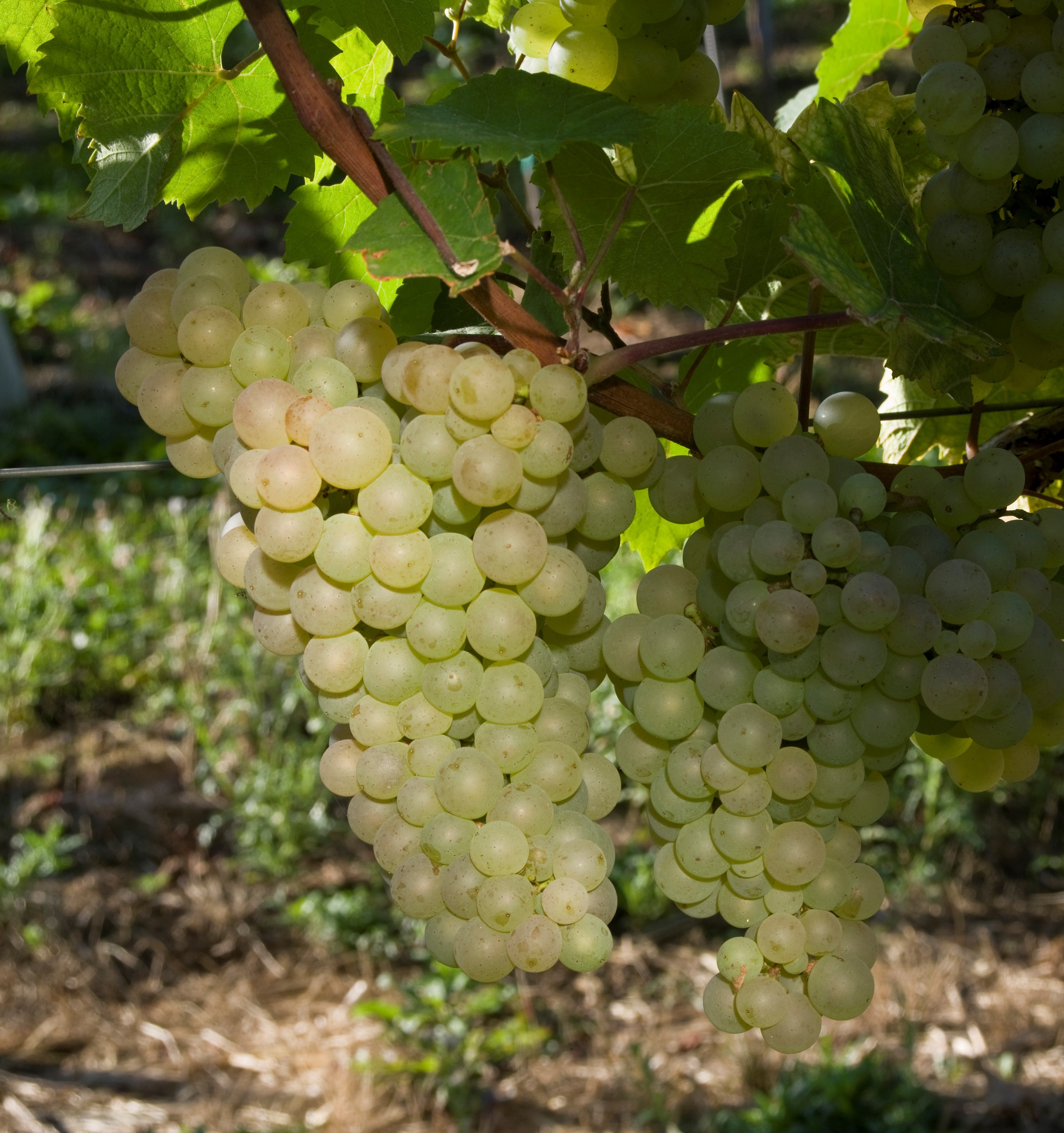 VIVC5374 HEUNISCH WEISS Cluster in the field 17069
