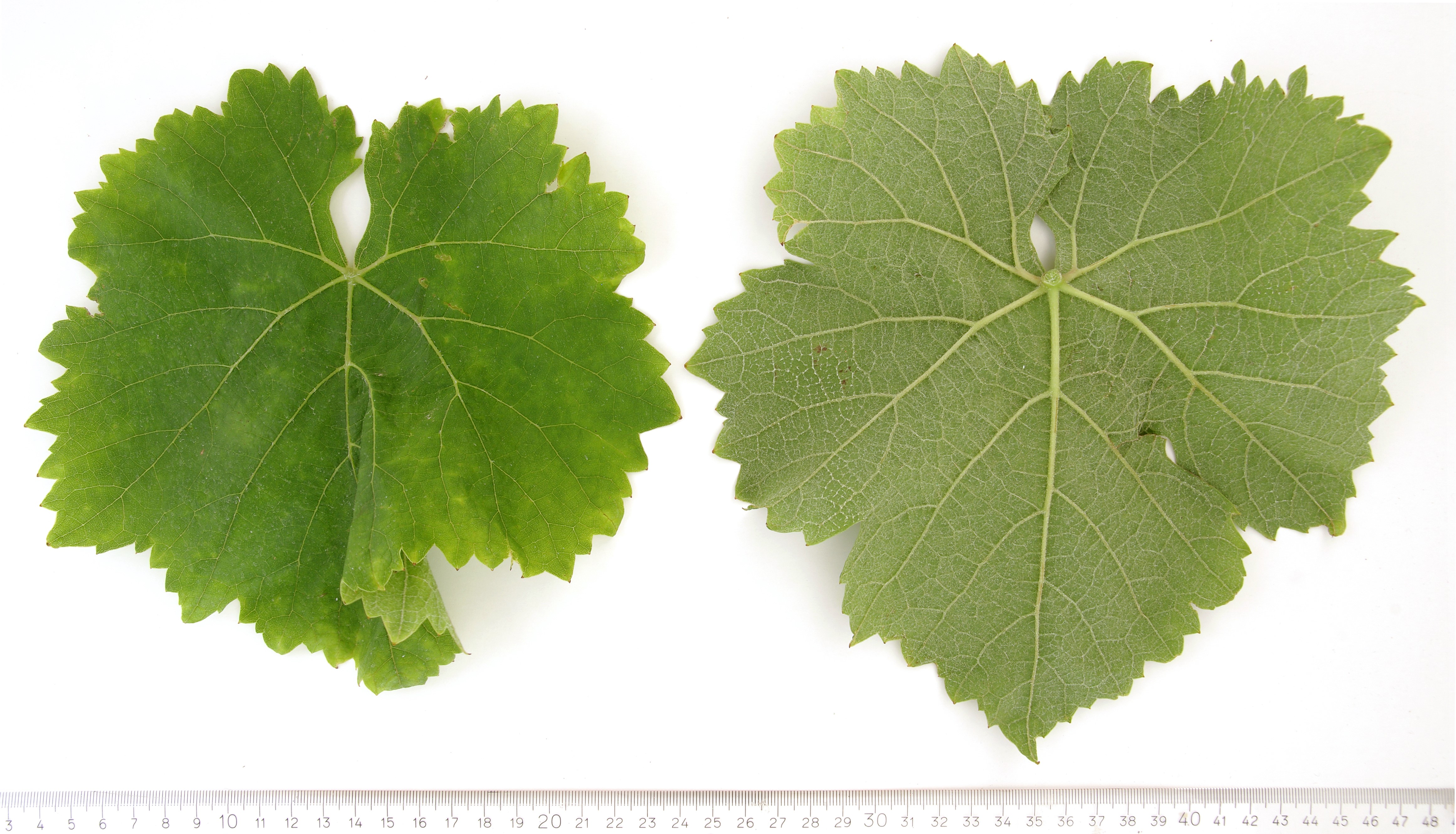 VIVC5463 HUXELREBE Mature leaf 4280