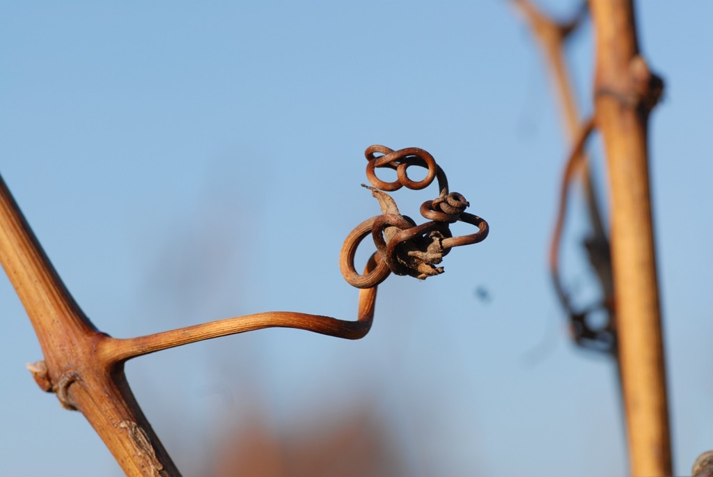 Rebenranken ANT 0224