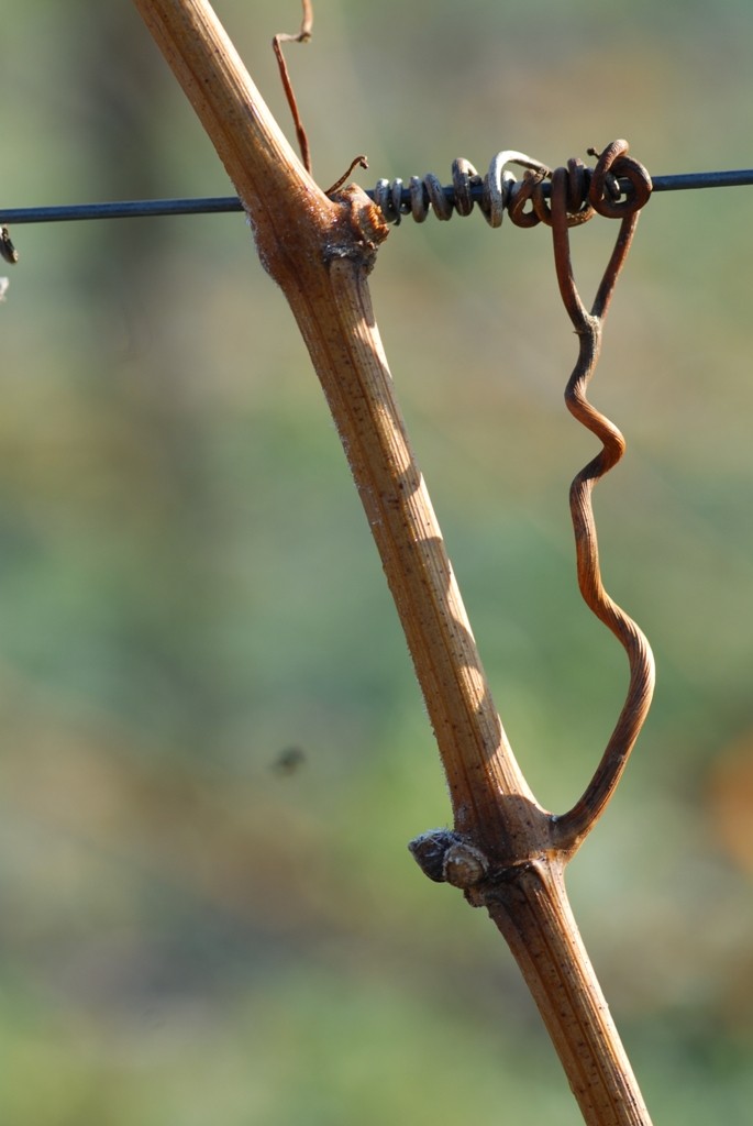 Rebenranken ANT 0233