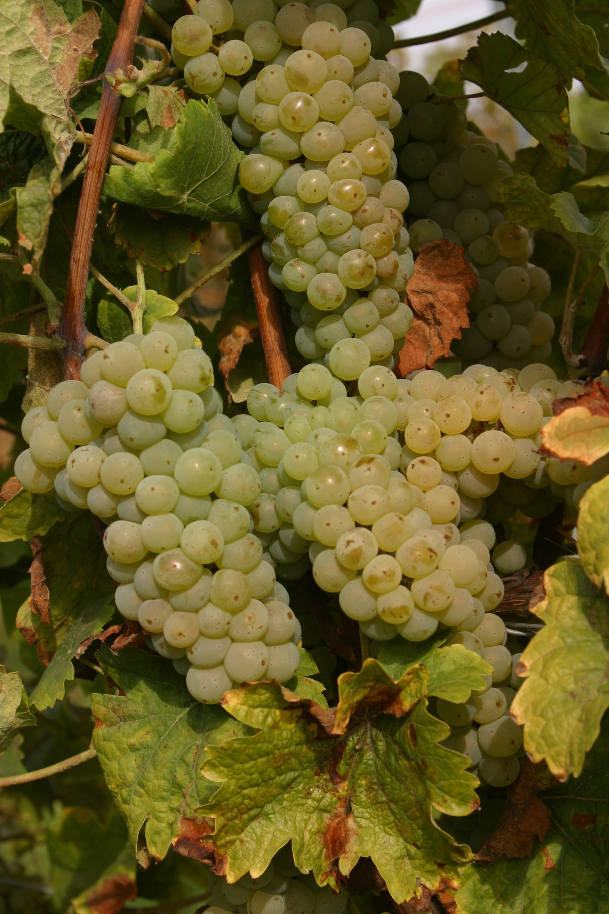 VIVC17127 JOHANNITER Cluster in the field 7668