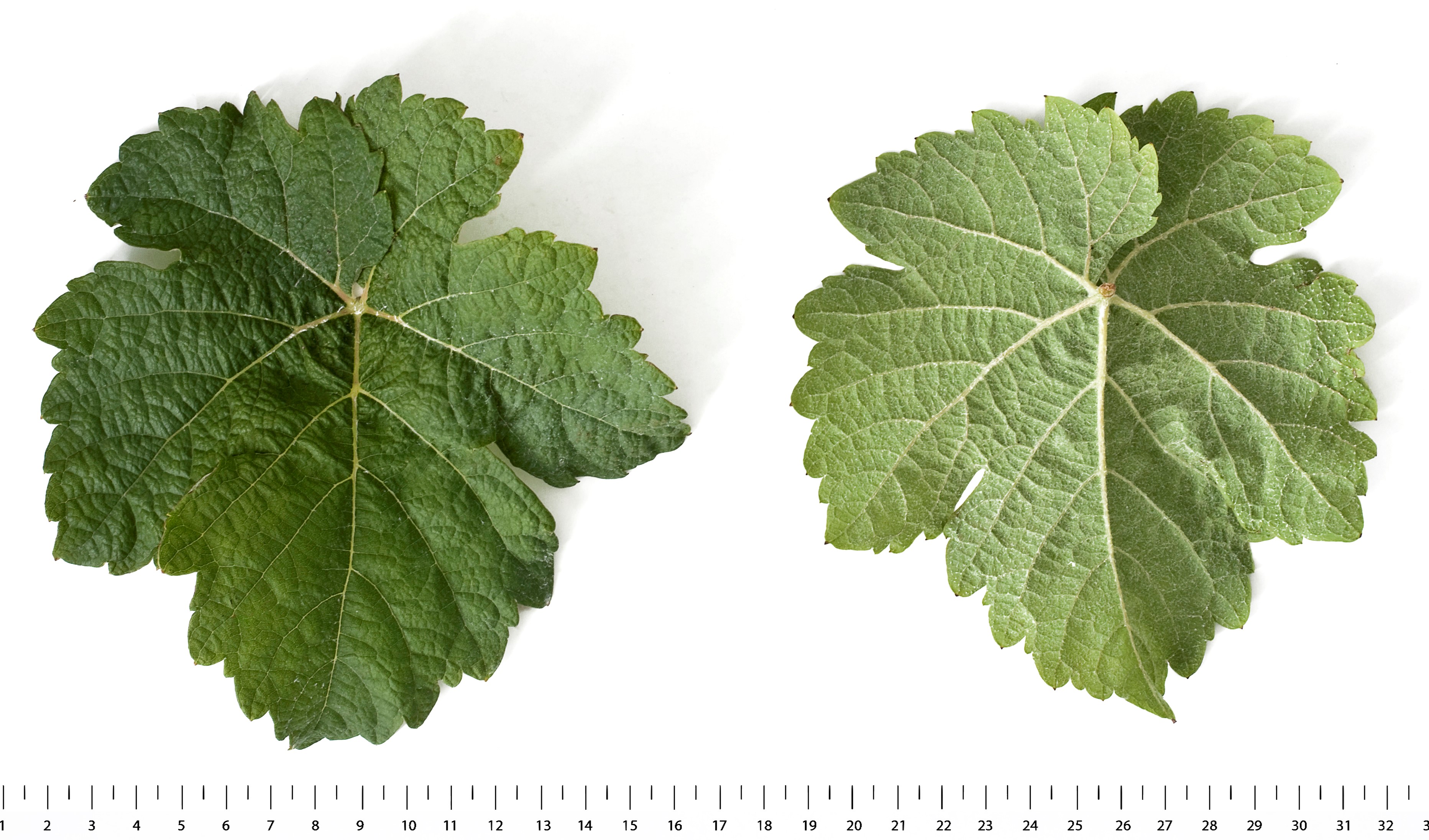 VIVC17127 JOHANNITER Mature leaf 18139