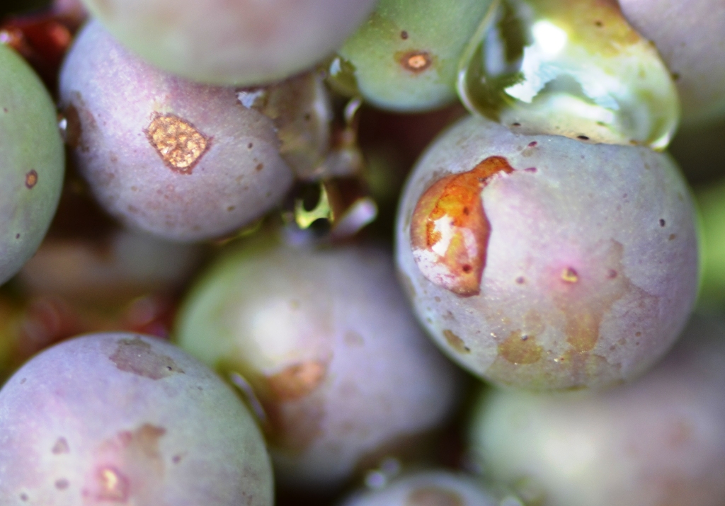 nach dem Gewitter ANT 0777