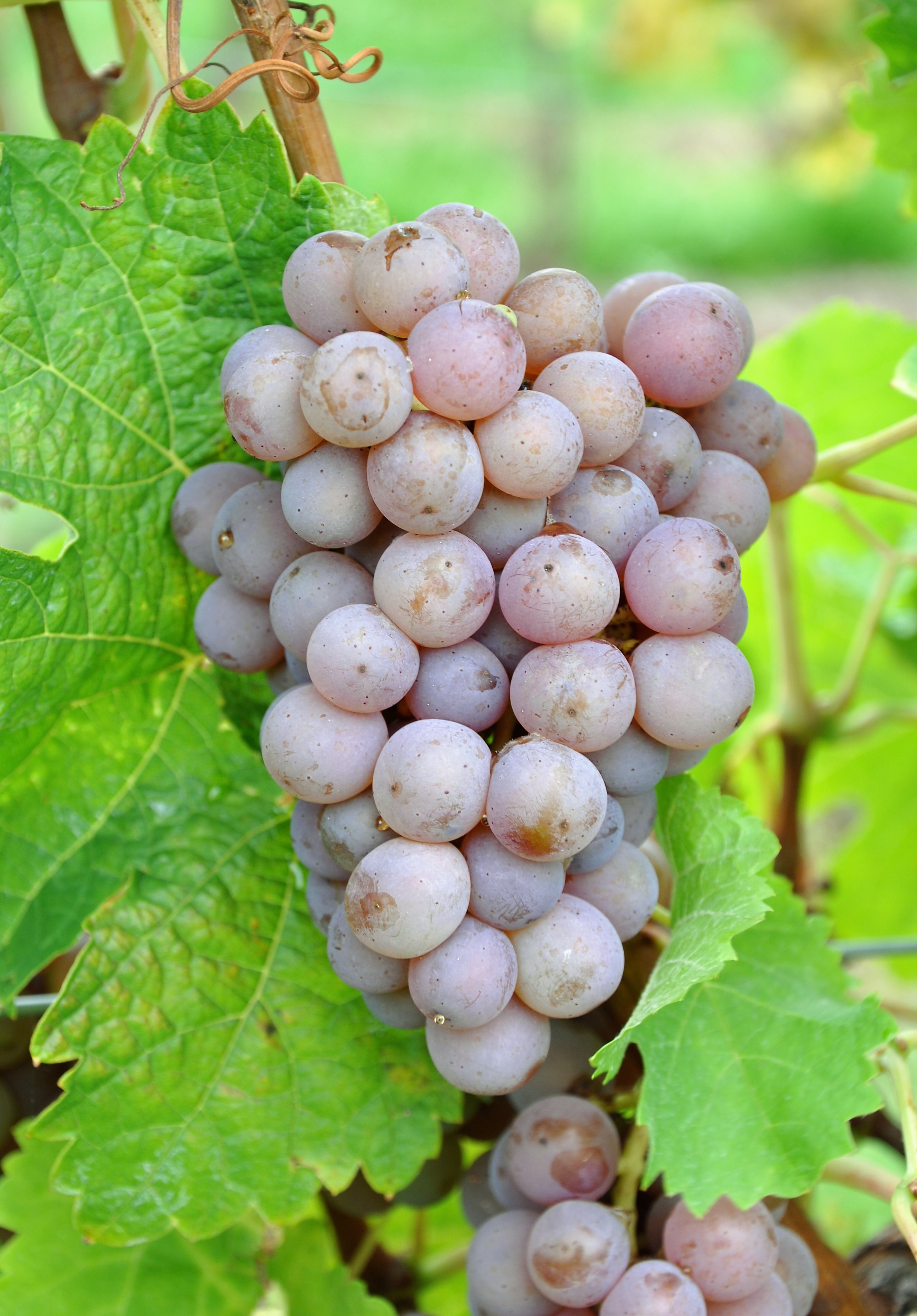 VIVC14071 KERNLING Cluster in the field 3215