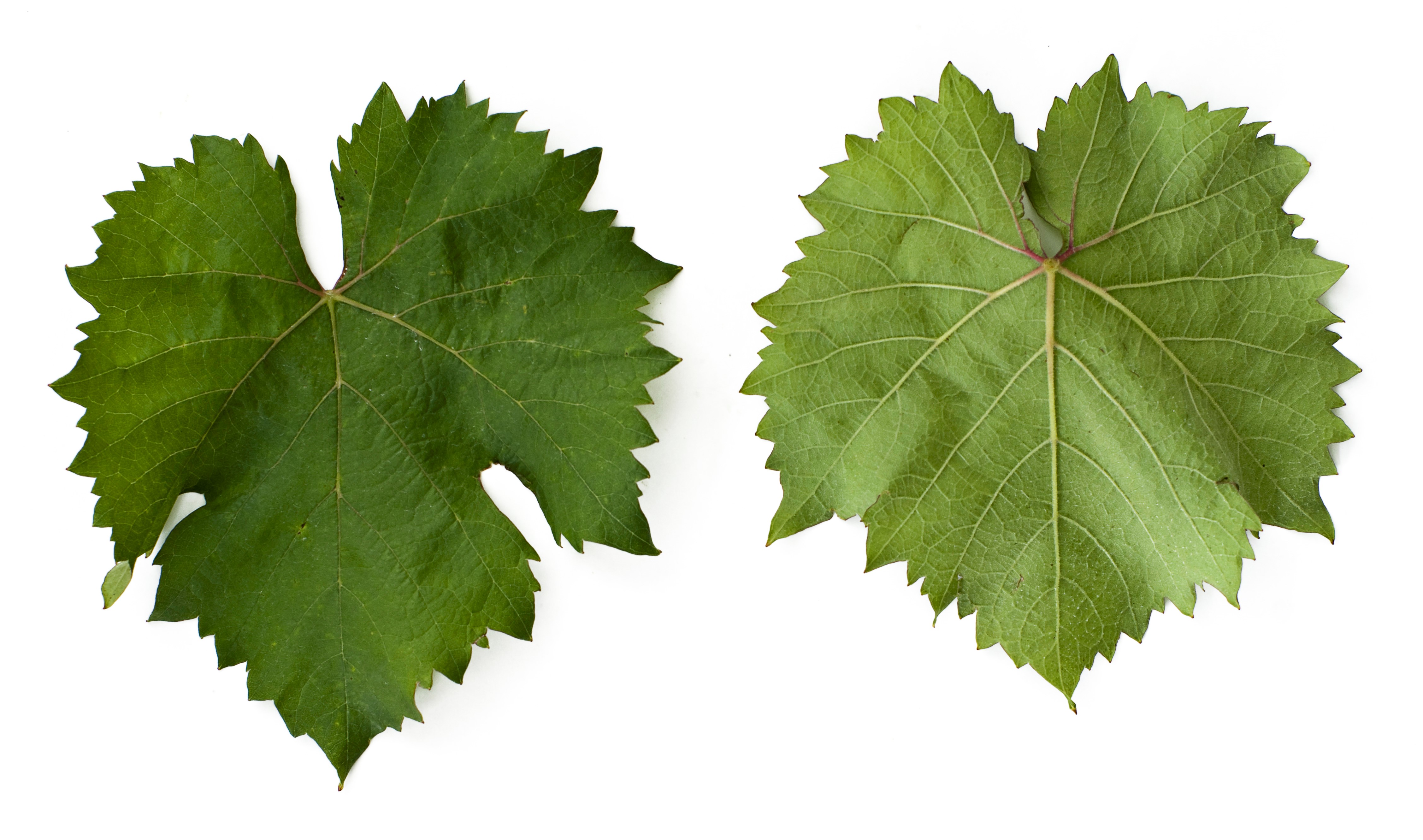 VIVC24639 KLEINBERGER GELBER Mature leaf 17717