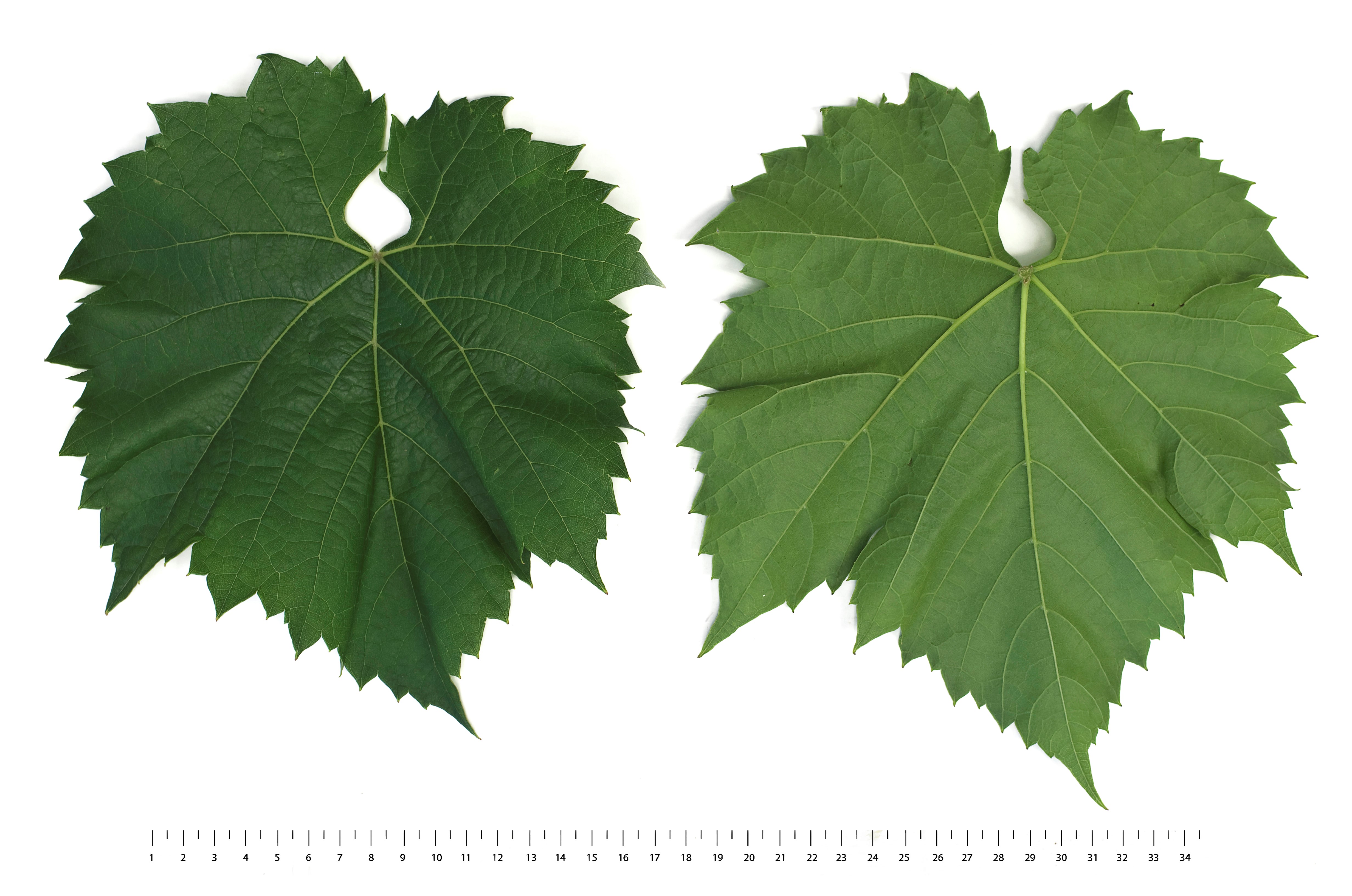 VIVC6806 LEON MILLOT Mature leaf 19182