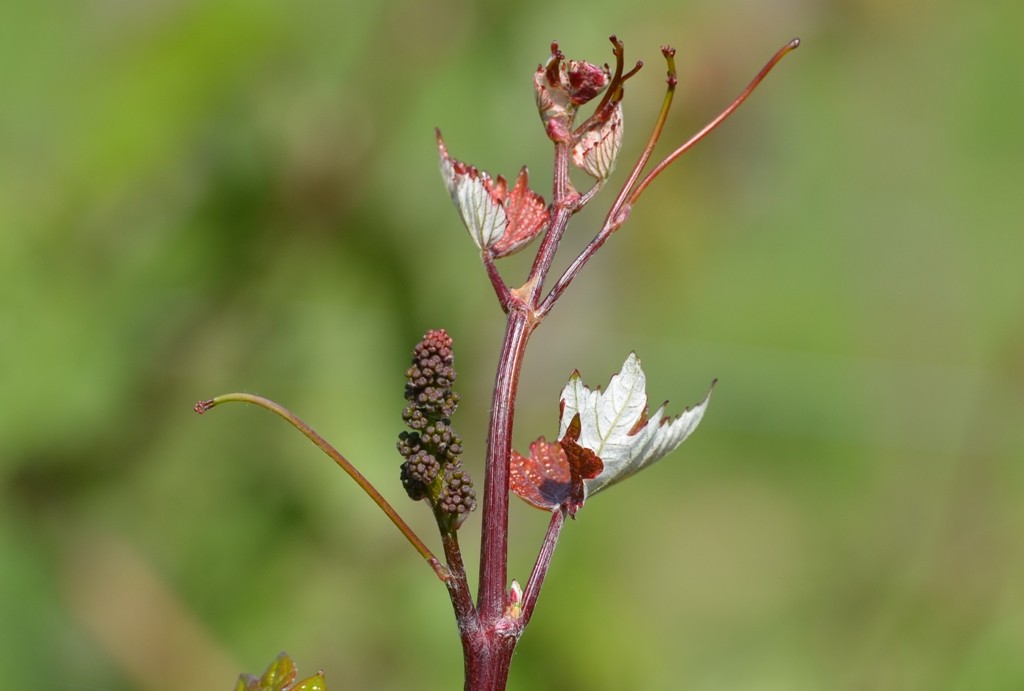 Triebsspitze ANT 9886 Cabernet Mitos
