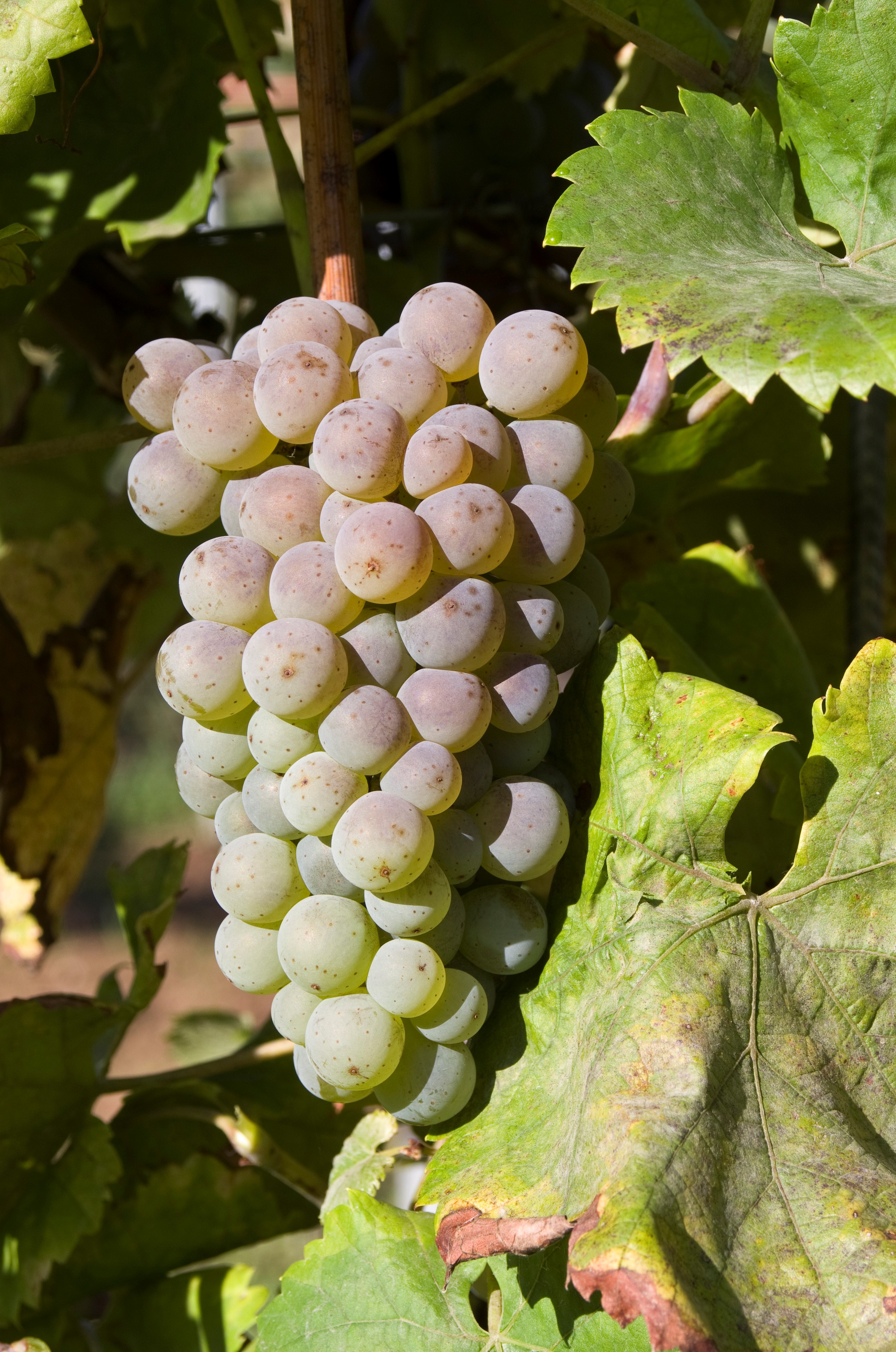 VIVC17523 MALVERINA Cluster in the field 13506