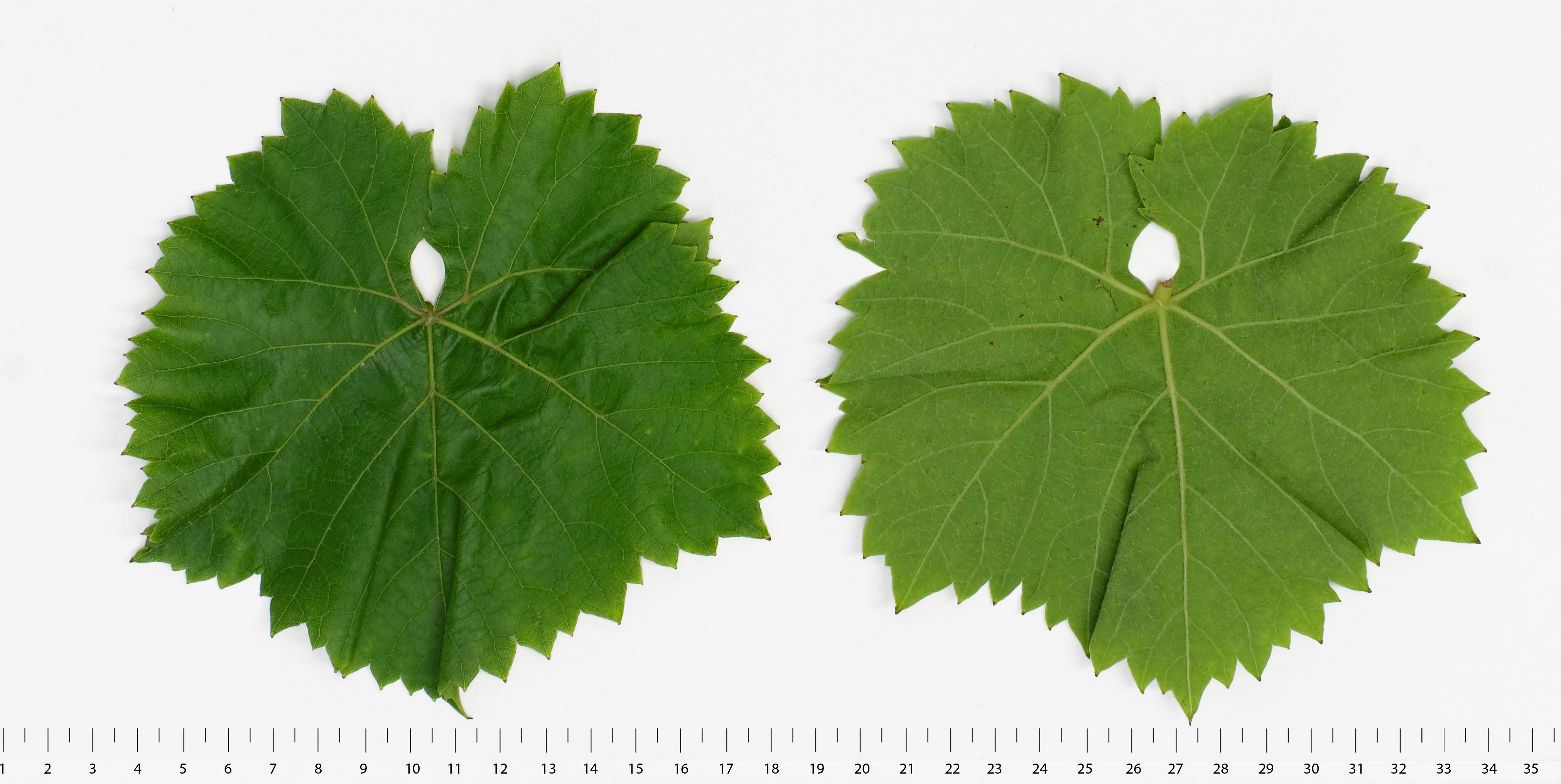 VIVC17523 MALVERINA Mature leaf 16023