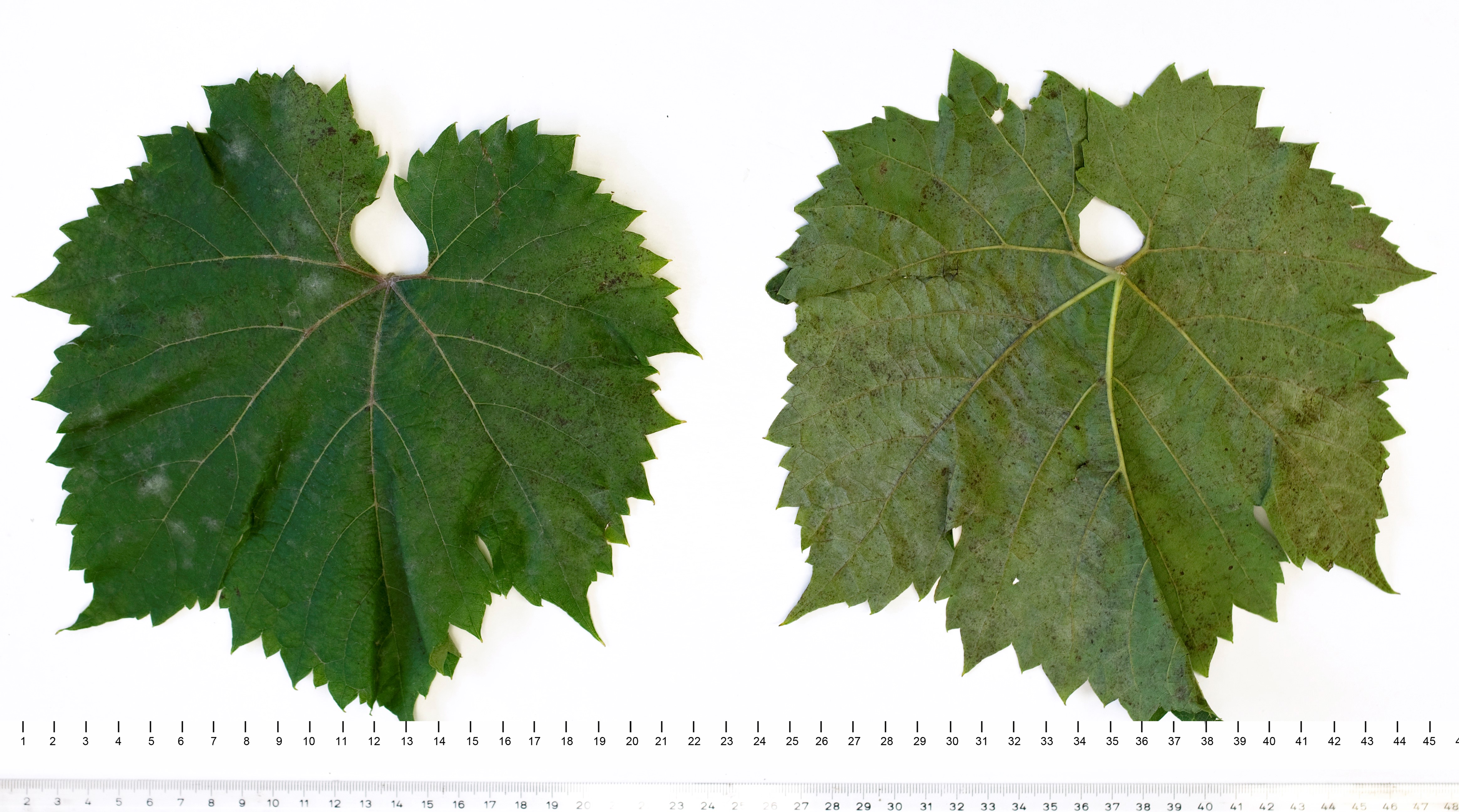 VIVC7388 MARECHAL FOCH Mature leaf 13859