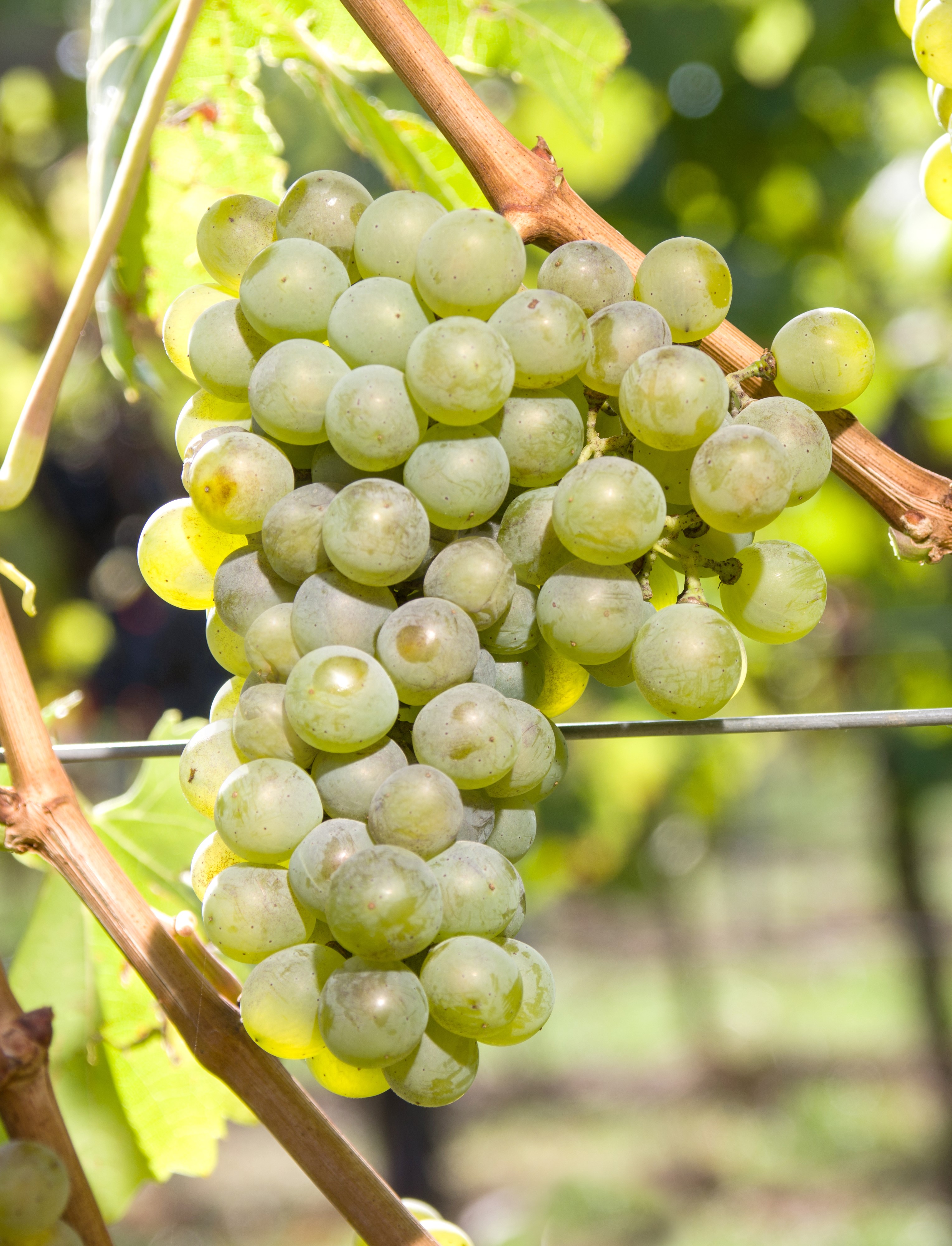 VIVC7409 MARIENSTEINER Cluster in the field 20282