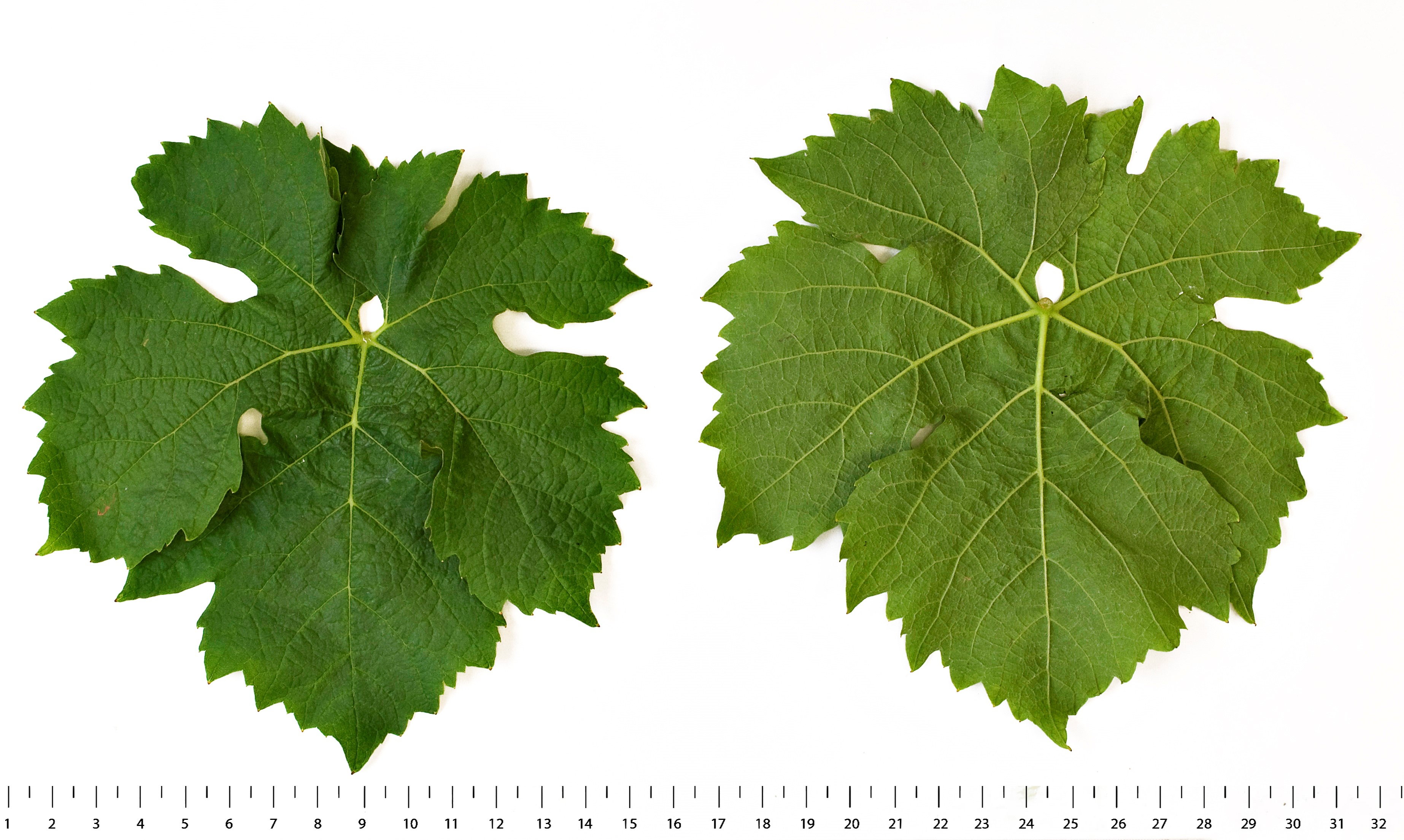 VIVC24686 MUELLER THURGAU ROT Mature leaf 19891