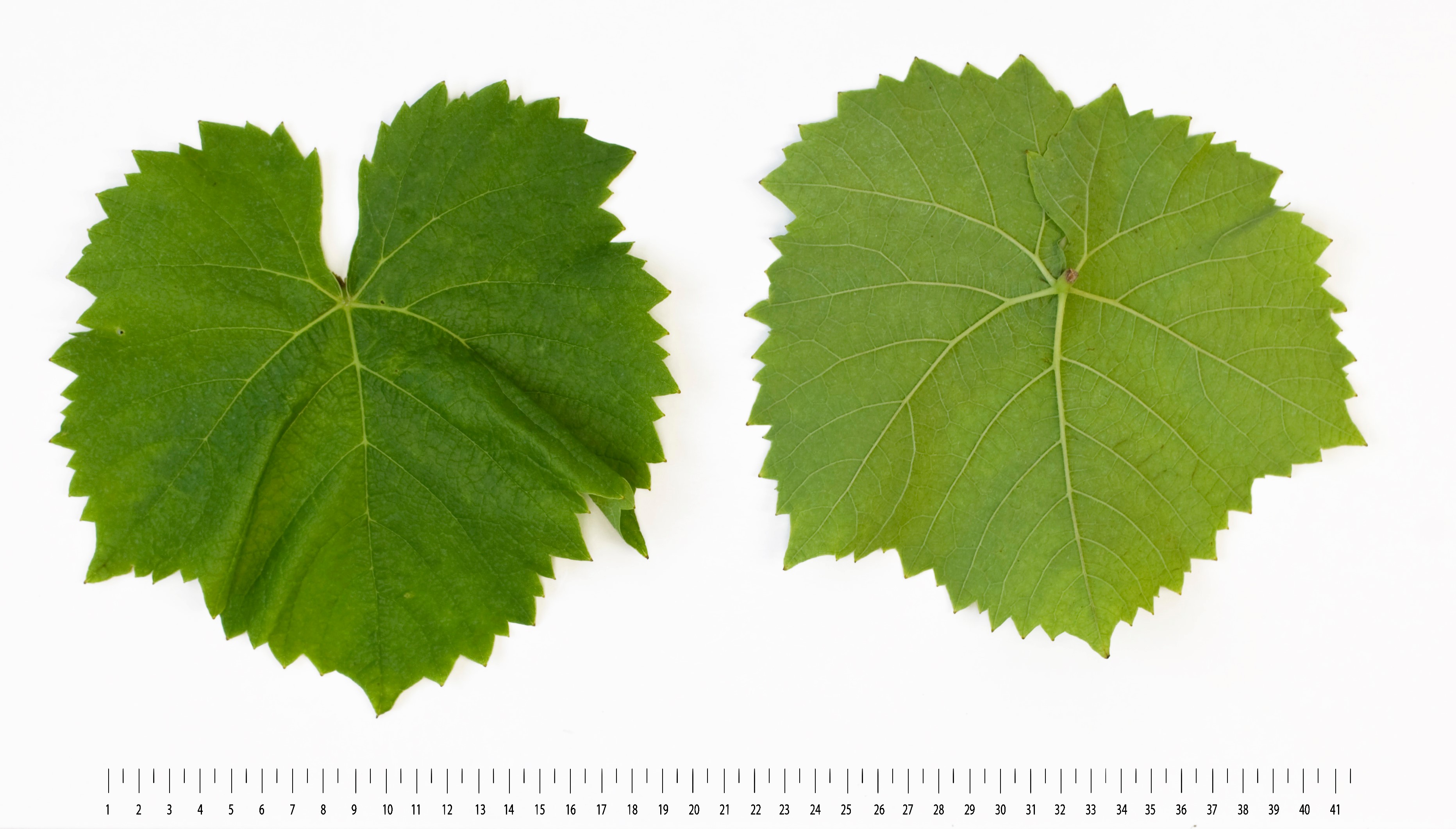 VIVC22628 MUSCARIS Mature leaf 16301