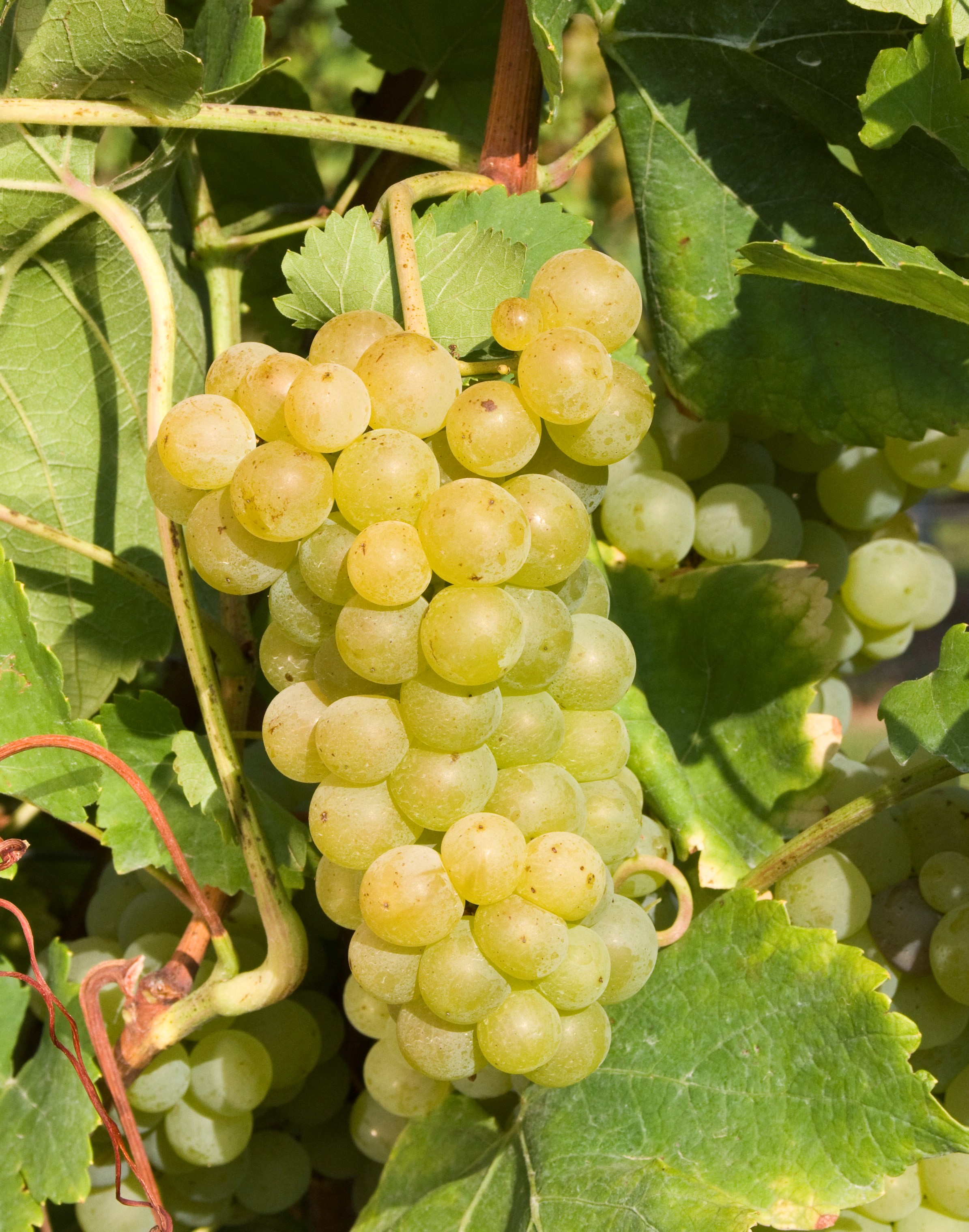 VIVC8243 MUSCAT OTTONEL Cluster in the field 17155