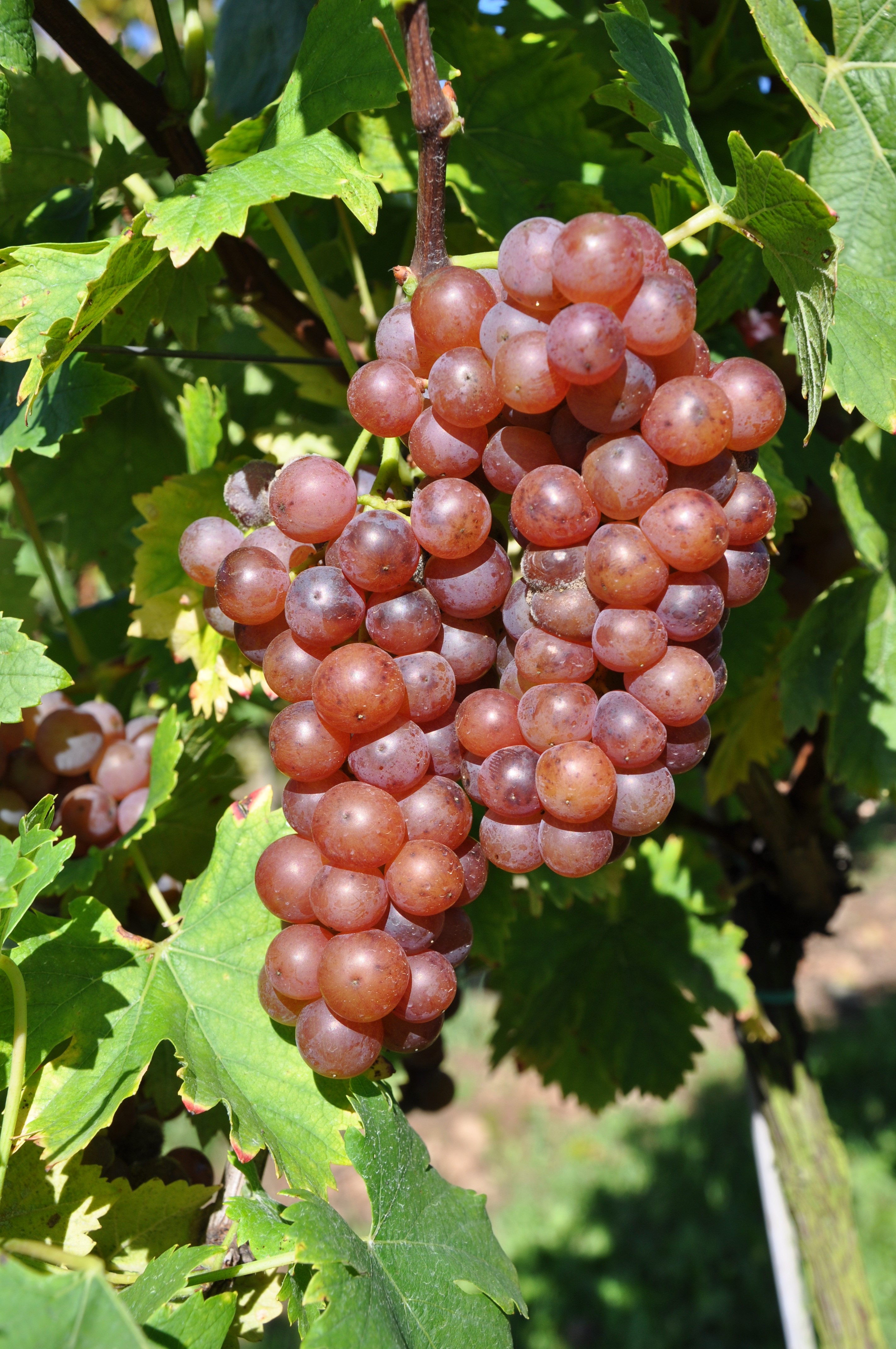 VIVC8248 MUSCAT A PETITS GRAINS ROUGES Cluster in the field 3469