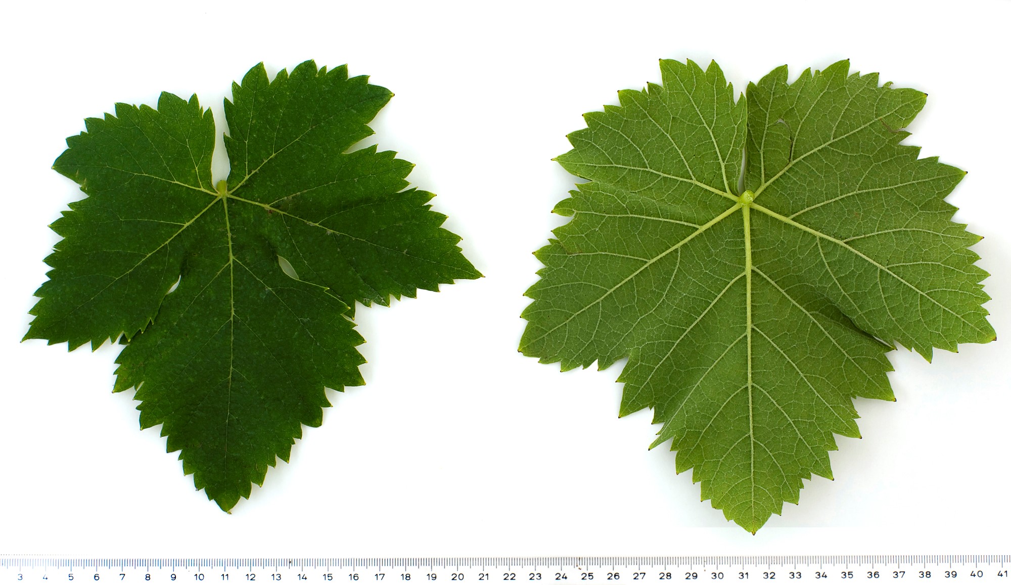VIVC8248 MUSCAT A PETITS GRAINS ROUGES Mature leaf 9222