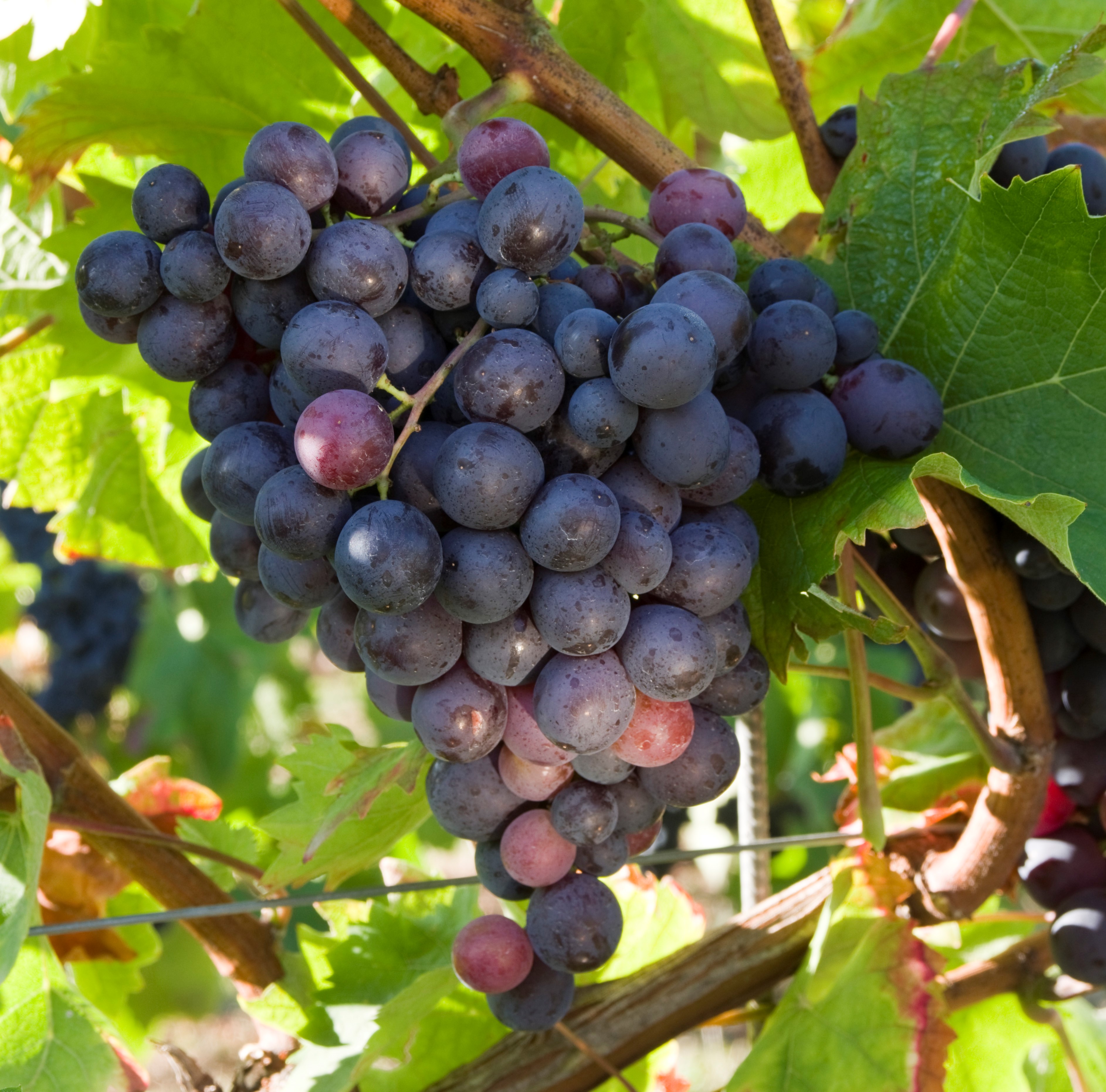 VIVC8226 MUSCAT HAMBURG Cluster in the field 17153