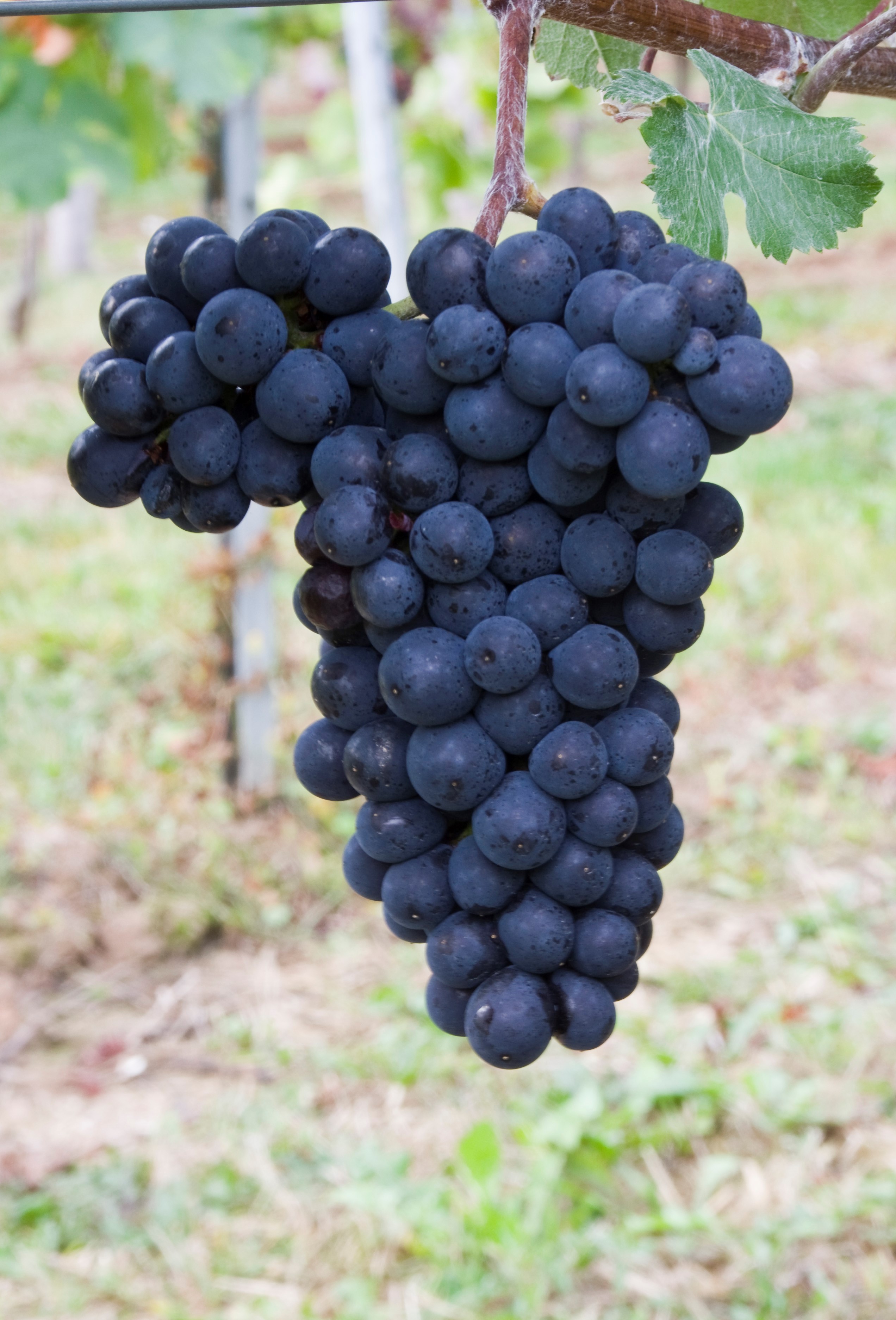 VIVC9278 PINOT MEUNIER Cluster in the field 17198
