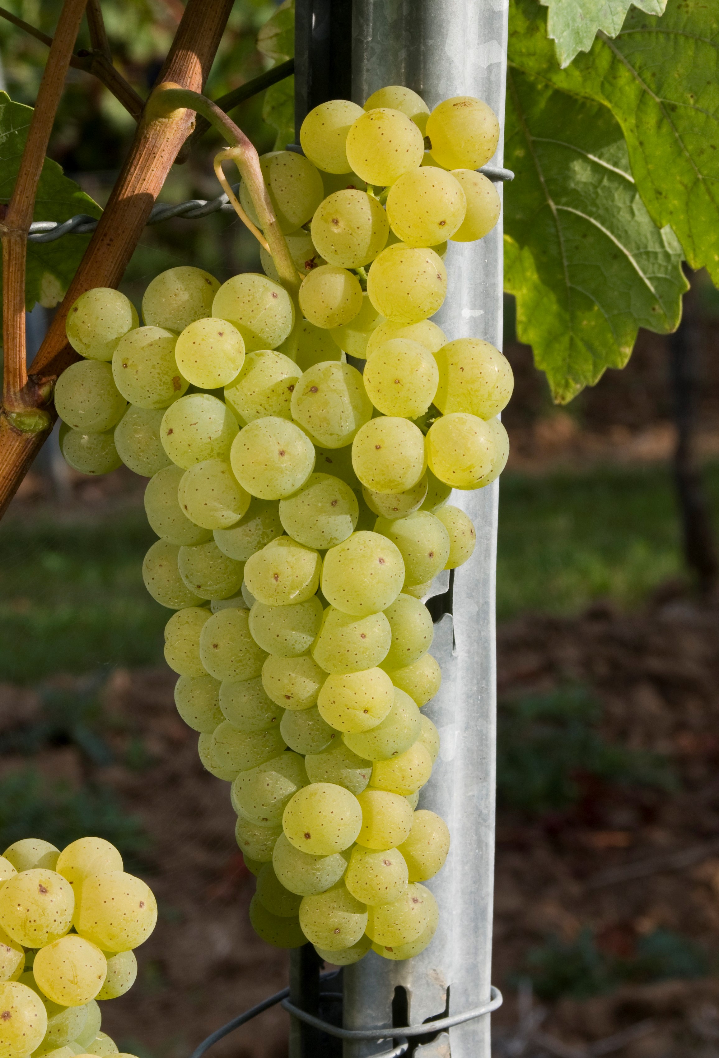 VIVC8577 NOBLING Cluster in the field 17167
