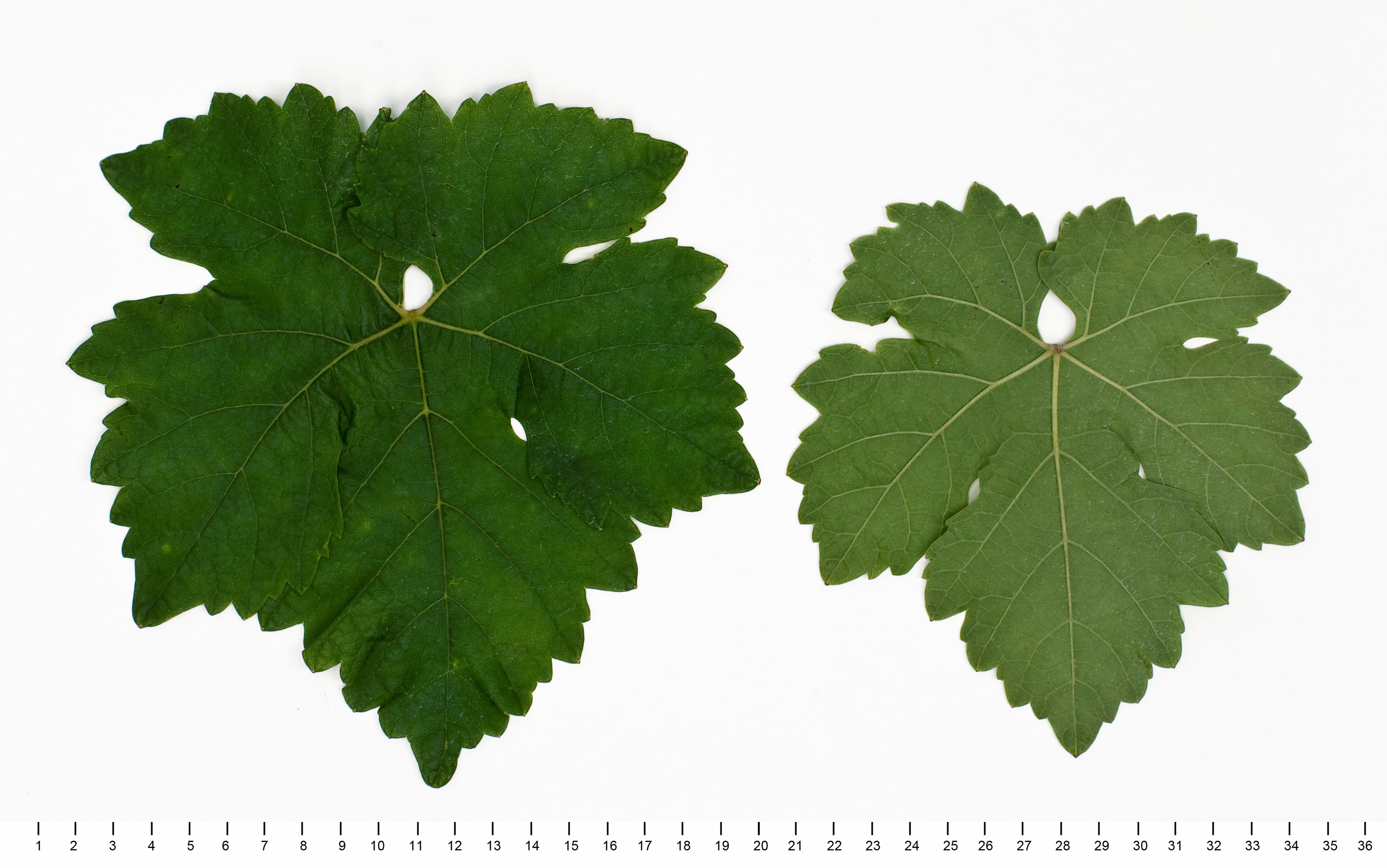 VIVC8577 NOBLING Mature leaf 10900