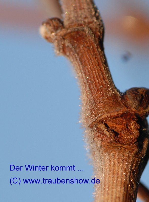 ANT 0020