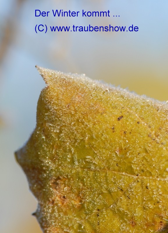 ANT 0058