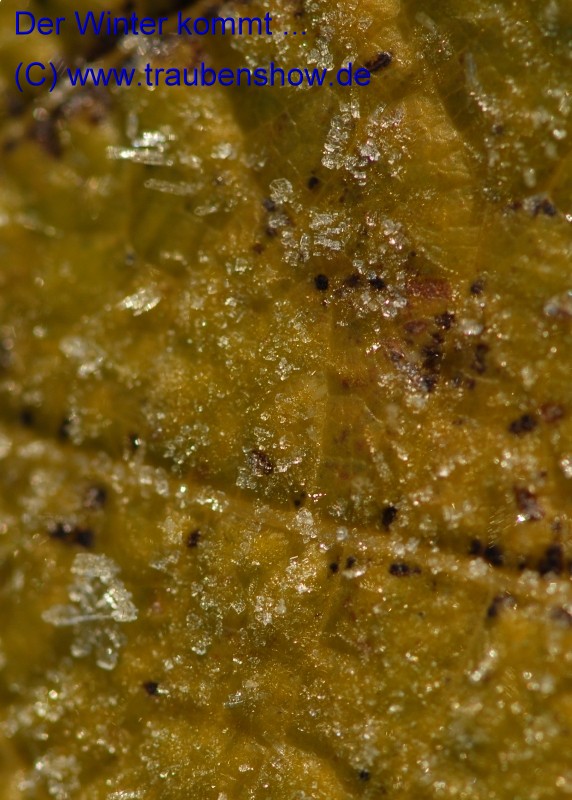 ANT 0059