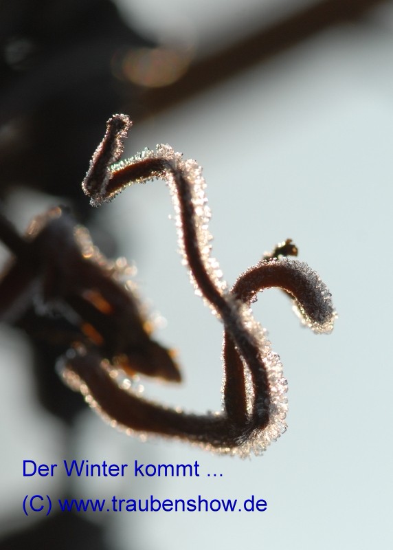 ANT 0082