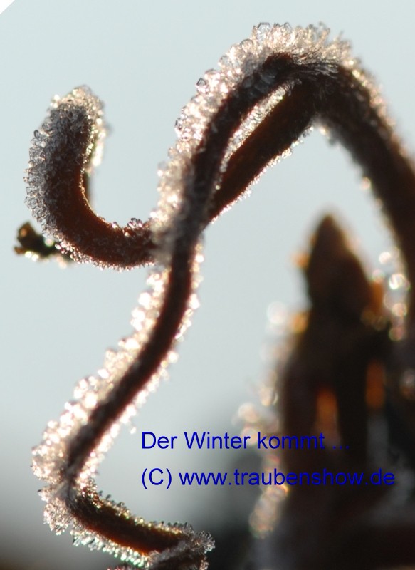 ANT 0082b
