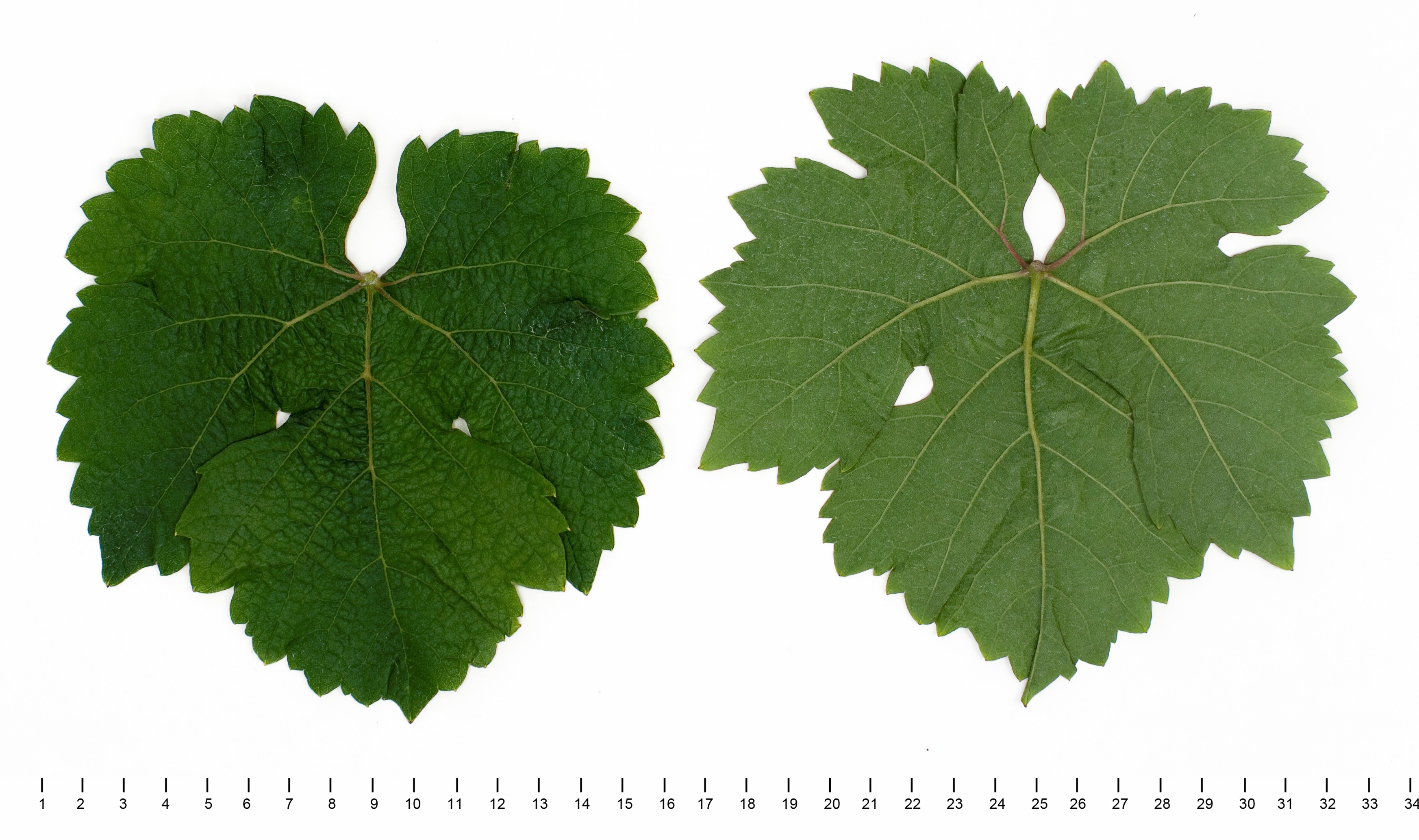 VIVC9159 PERLE Mature leaf 10851