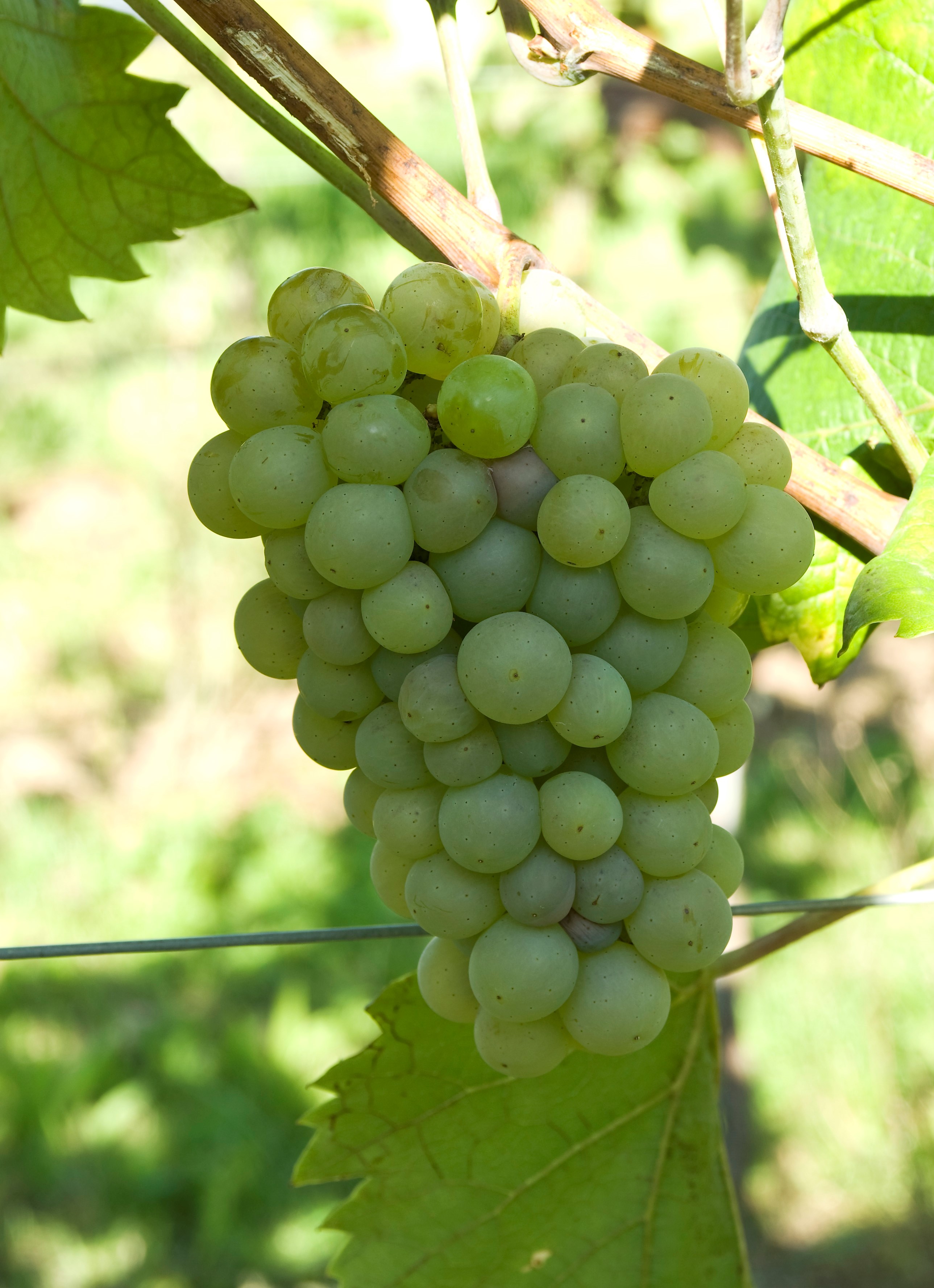 VIVC9224 PHOENIX Cluster in the field 18427