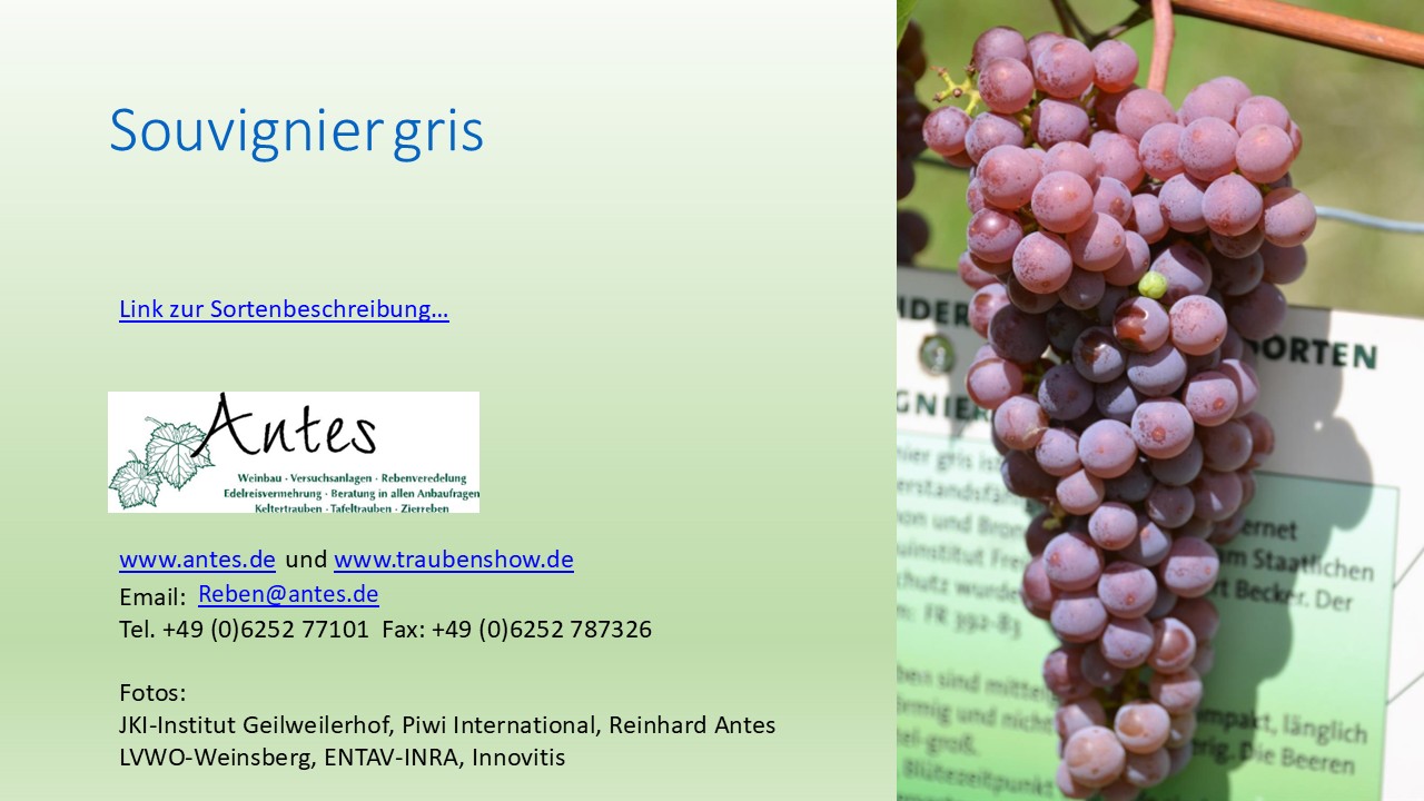 Souvignier gris