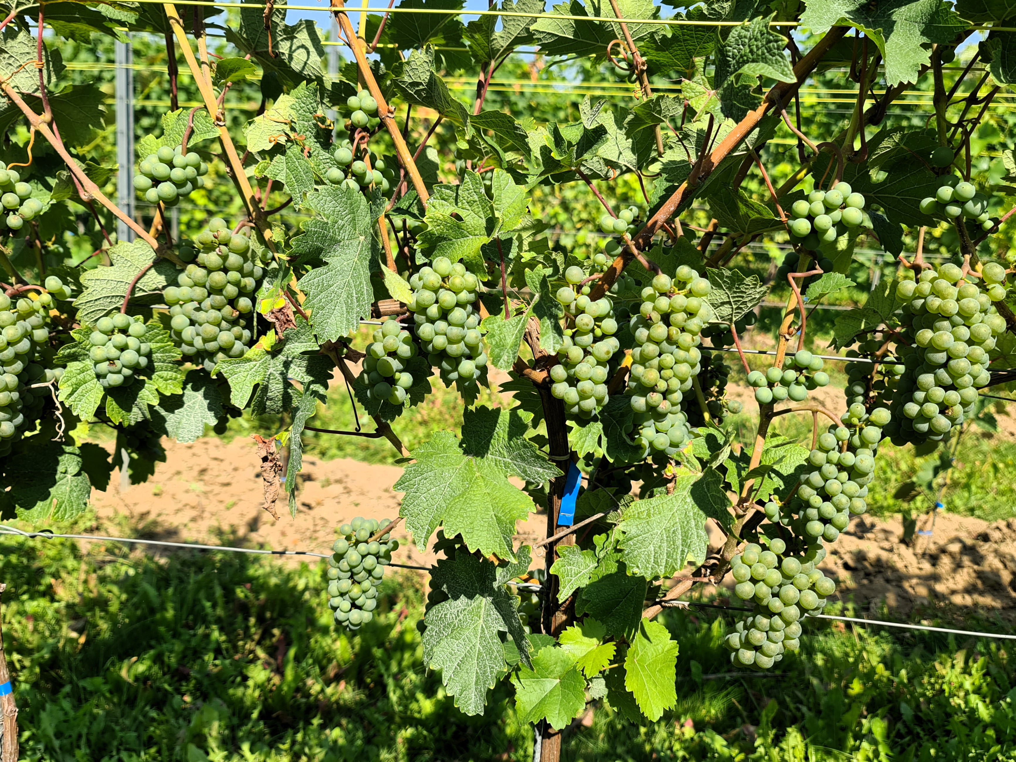 Pinot Iskra 20250812 114105