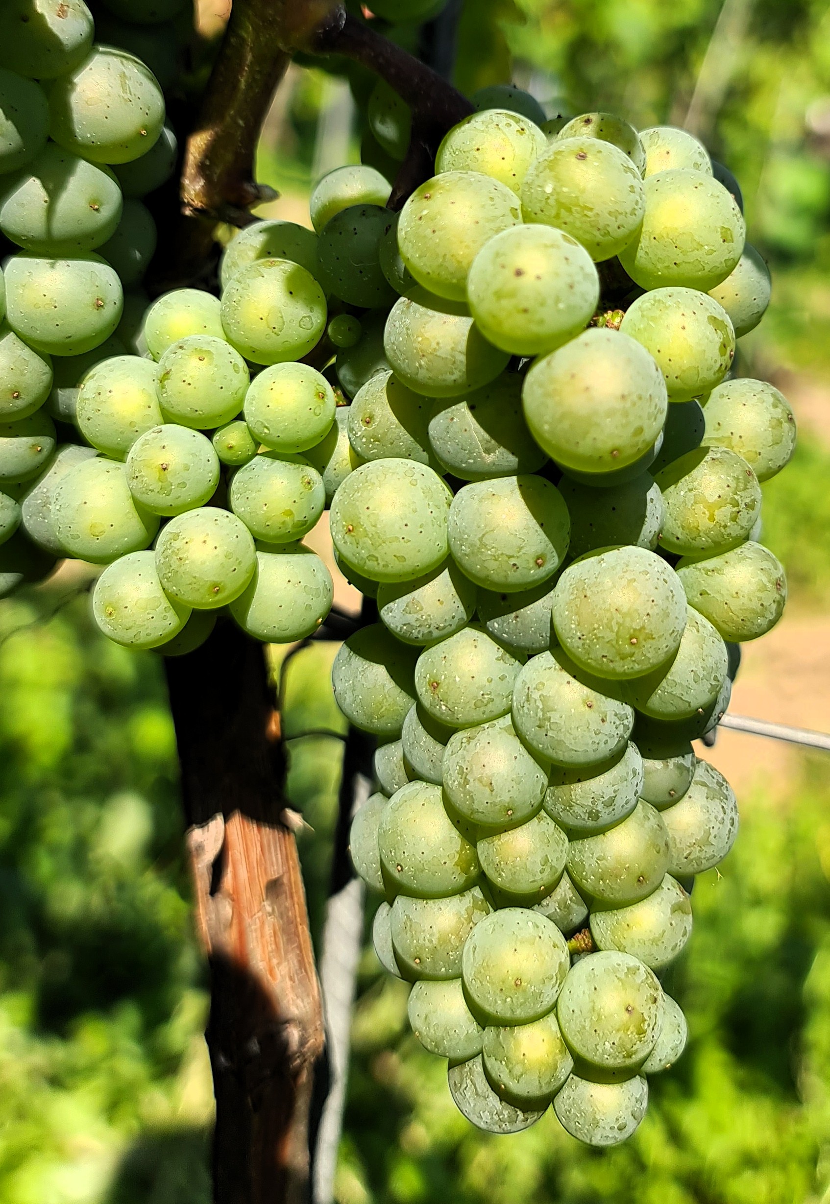 Pinot Iskra 20250812 114153